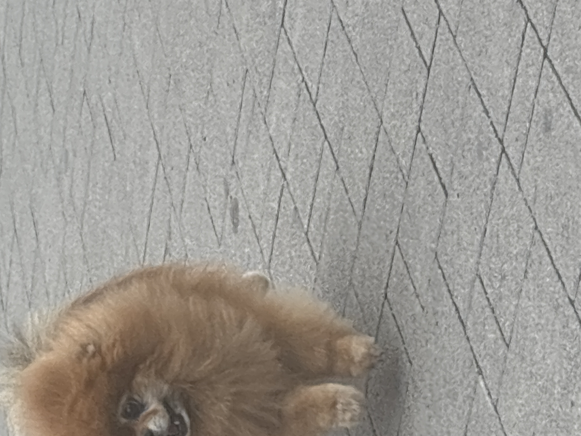A Pomeranian dog with light brown fur is captured in mid-stride on a paved pathway. The dog's face is turned towards the left, with its mouth slightly open. The pathway is constructed of rectangular gray paving stones arranged in a herringbone pattern. The background is blurred, showing more of the same paving stones. The scene is devoid of any other individuals or distinguishing landmarks. The image was taken outdoors in a city environment, likely a public walkway. There is no visible indication of the specific location in Novosibirsk, Russia.
