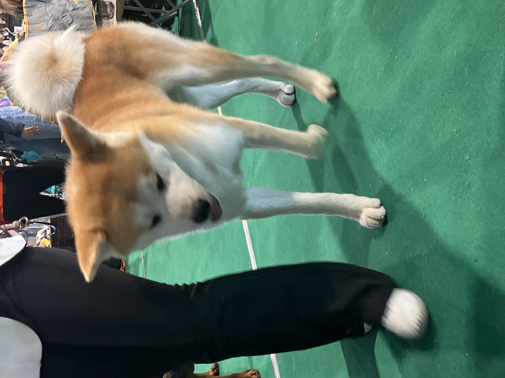 An Akita dog stands on a green carpet, facing left. A person wearing black pants and white shoes is to the left of the dog. The dog has tan and white fur. In the background, other people and chairs are visible. The scene appears to be indoors, possibly at an event or competition. There is no information in the image or provided context to determine the specific location in Lahojsk Selsaviet, Belarus.