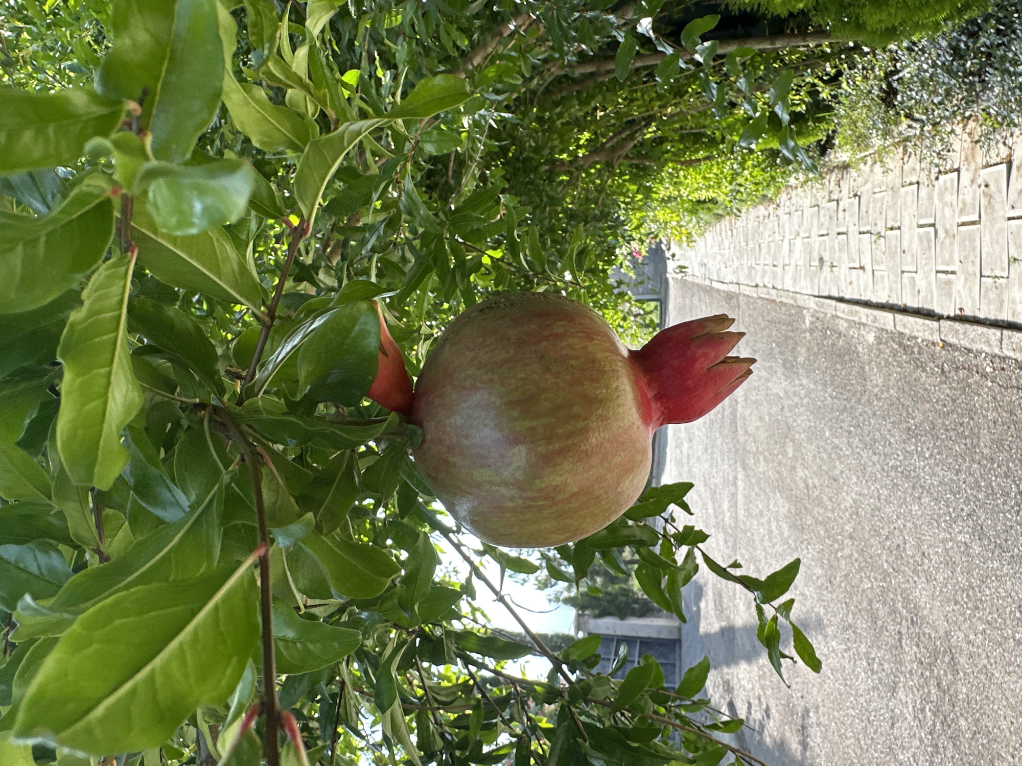 An outdoor, eye-level shot captures a single pomegranate fruit hanging from a branch of a tree. The fruit, primarily green with hints of red, is centrally positioned in the frame. Lush green leaves and branches surround the pomegranate, with some leaves in sharp focus and others blurred. In the background, a paved walkway made of light-colored rectangular stones runs diagonally from the bottom right towards the top left of the image. To the left of the walkway is a gray asphalt surface. Beyond the walkway and foliage, glimpses of buildings and trees are visible under a bright, sunlit sky. The scene appears to be set in a garden or park area within the city of Tbilisi, Georgia, possibly in the Vake district known for its green spaces and pathways. No people are clearly visible in the frame.