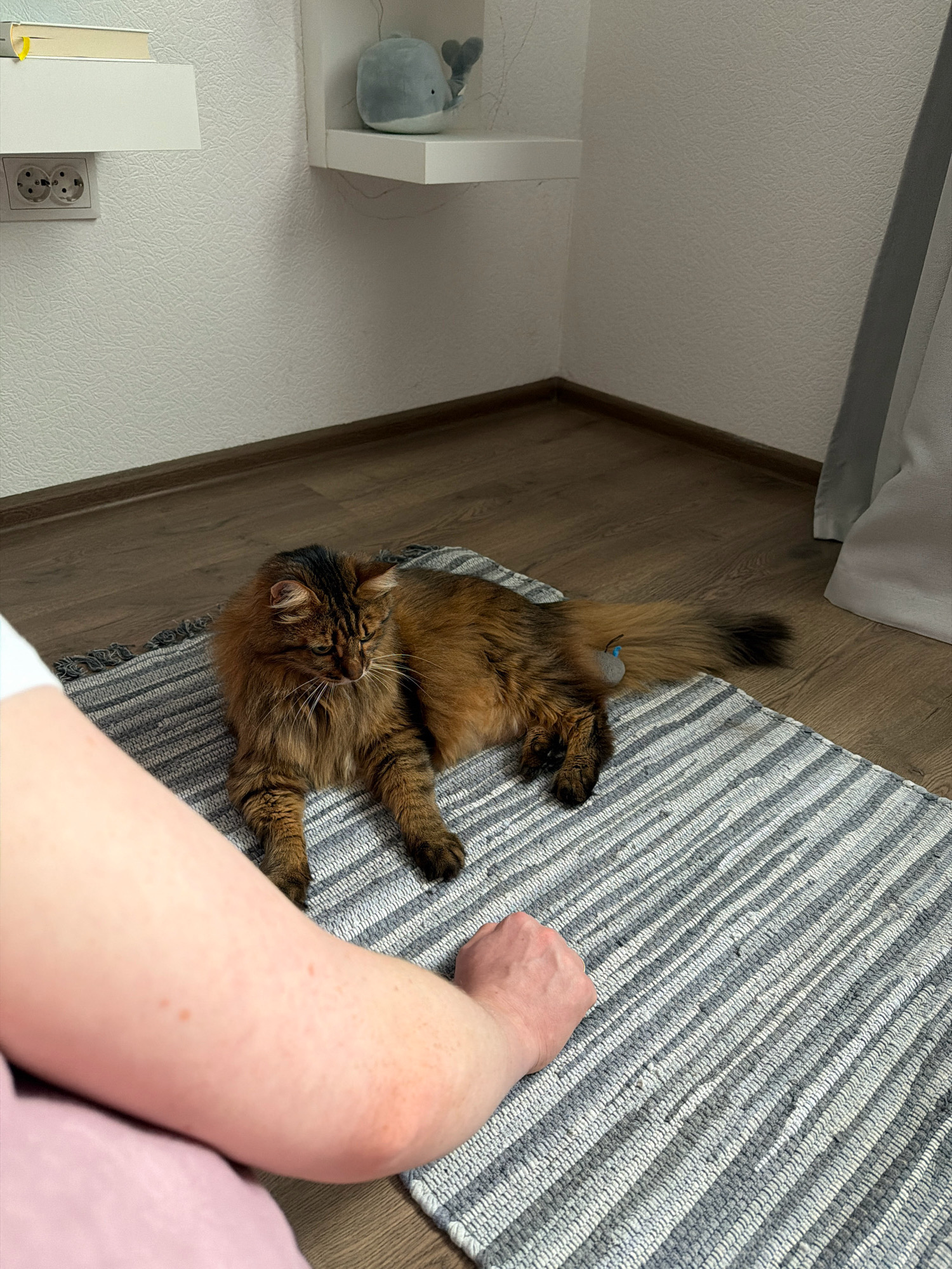 An indoor scene depicts a long-haired, brown tabby cat lying on a striped rug. A person's arm and shoulder are visible in the foreground, facing away from the camera. The cat is looking towards the left of the frame. In the background, a white wall with textured wallpaper is visible, with two shelves mounted on it. The left shelf holds books and a white electrical outlet. The right shelf displays a small, gray whale-shaped stuffed toy. The floor is made of dark laminate wood, and a light-colored curtain is partially visible on the right side of the image. There is no indication of the location being in Kyiv, Ukraine.