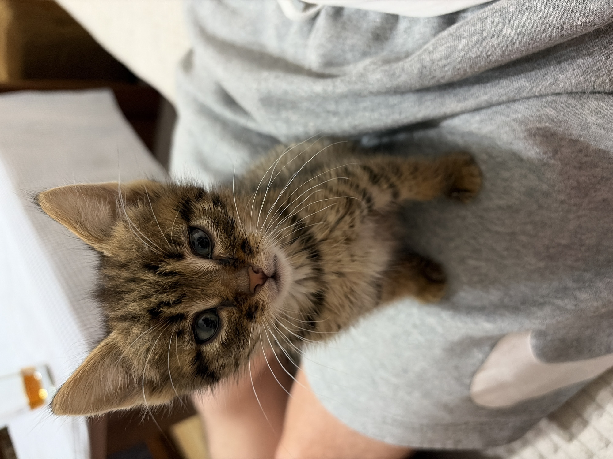 A close-up, angled shot shows a small tabby kitten nestled in the lap of a person wearing a grey sweatshirt. The kitten has a brown and black striped coat, large eyes, and prominent whiskers. The focus is sharp on the kitten's face, while the background is softly blurred. The environment consists of a soft, grey fabric and a glimpse of a white surface in the upper left. There are no identifiable city location clues.
