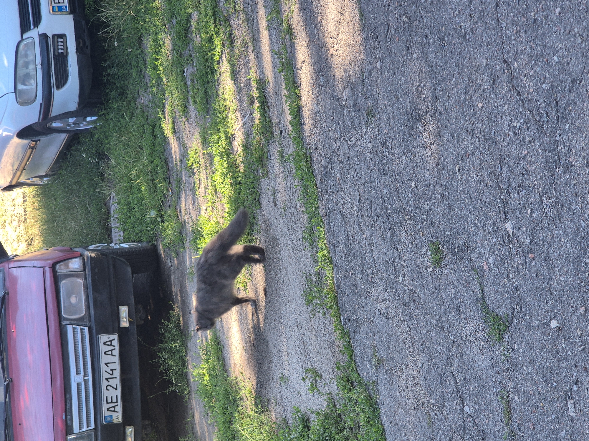 A medium-sized, long-haired gray cat is walking on a gravelly path in front of two parked cars. The car on the left is a red sedan, and the car on the right is a white sedan. The cat is facing to the left and its tail is extended behind it. The path is surrounded by green grass and dappled sunlight. The license plate on the red car reads "AE 2141 AA". The scene appears to be in a residential area of Sozonivka, Ukraine.