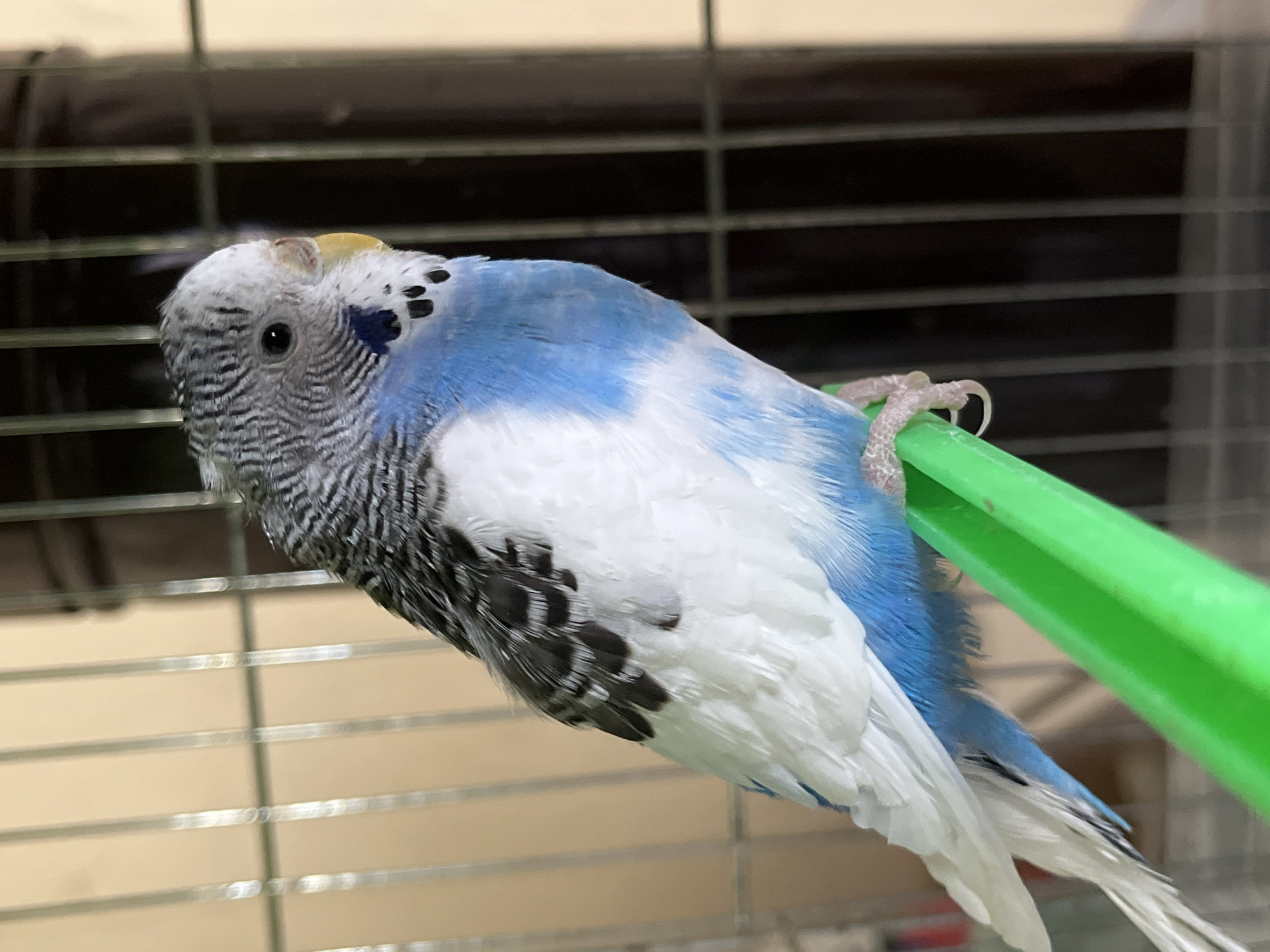 A blue and white budgerigar perches on a green bar within a cage. The cage is in focus and is made of metal bars. The budgerigar has grey and black markings on its head and back, blue markings on its upper back and wings, and white markings on its underside. The photo was likely taken indoors. There are no identifiable people. The location of Shumen, Bulgaria, is not evident from the image.