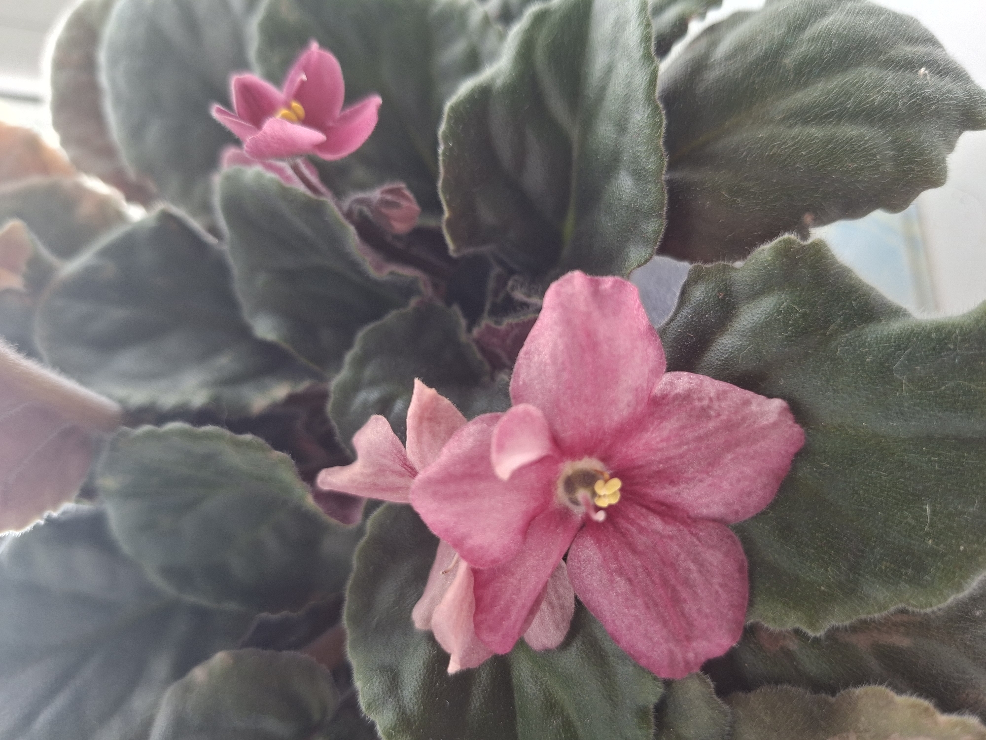 This media file displays a close-up view of African violet plants in bloom. The subjects are the flowers and leaves of the plants. The flowers are a vibrant pink, with some lighter pink and reddish hues present, and feature yellow stamens at their centers. The leaves are a deep green, with a slightly fuzzy texture and visible veins. The image focuses on the intricate details of the petals and the velvety surface of the leaves.
There is no discernible activity or event taking place, as the image is a still life of the plants. The lighting suggests it might be daytime, possibly indoors given the focus and apparent soft lighting, though no specific time of day is evident. There are no weather conditions or specific location cues within the image itself, aside from the context provided about Babynino, Russia. No emotions are conveyed by the plants. There is no visible text in the image. The scene is intimate and highlights the natural beauty of the African violets.