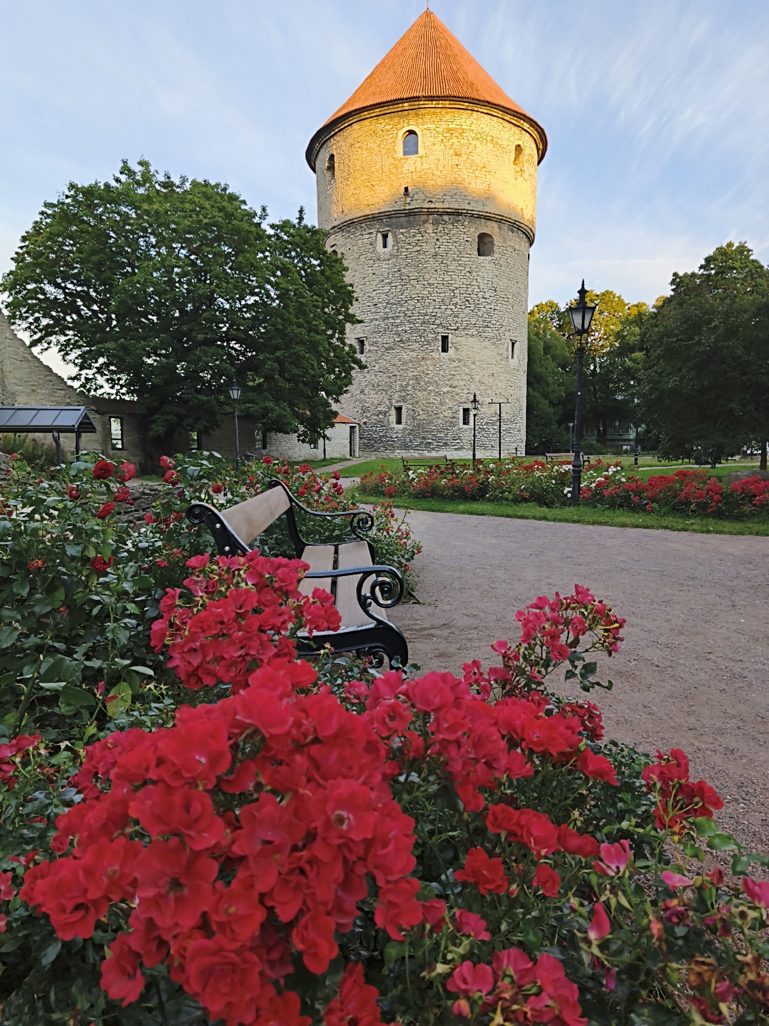 A tower with a conical roof stands in the background of a rose garden. The tower is made of stone and has small windows. A park bench is in the foreground, and there are red roses in bloom. The sky is blue with white clouds. The scene is likely located in the city of Tallinn, Estonia, given the architectural style of the tower and the surrounding greenery, which is typical of the city's parks.