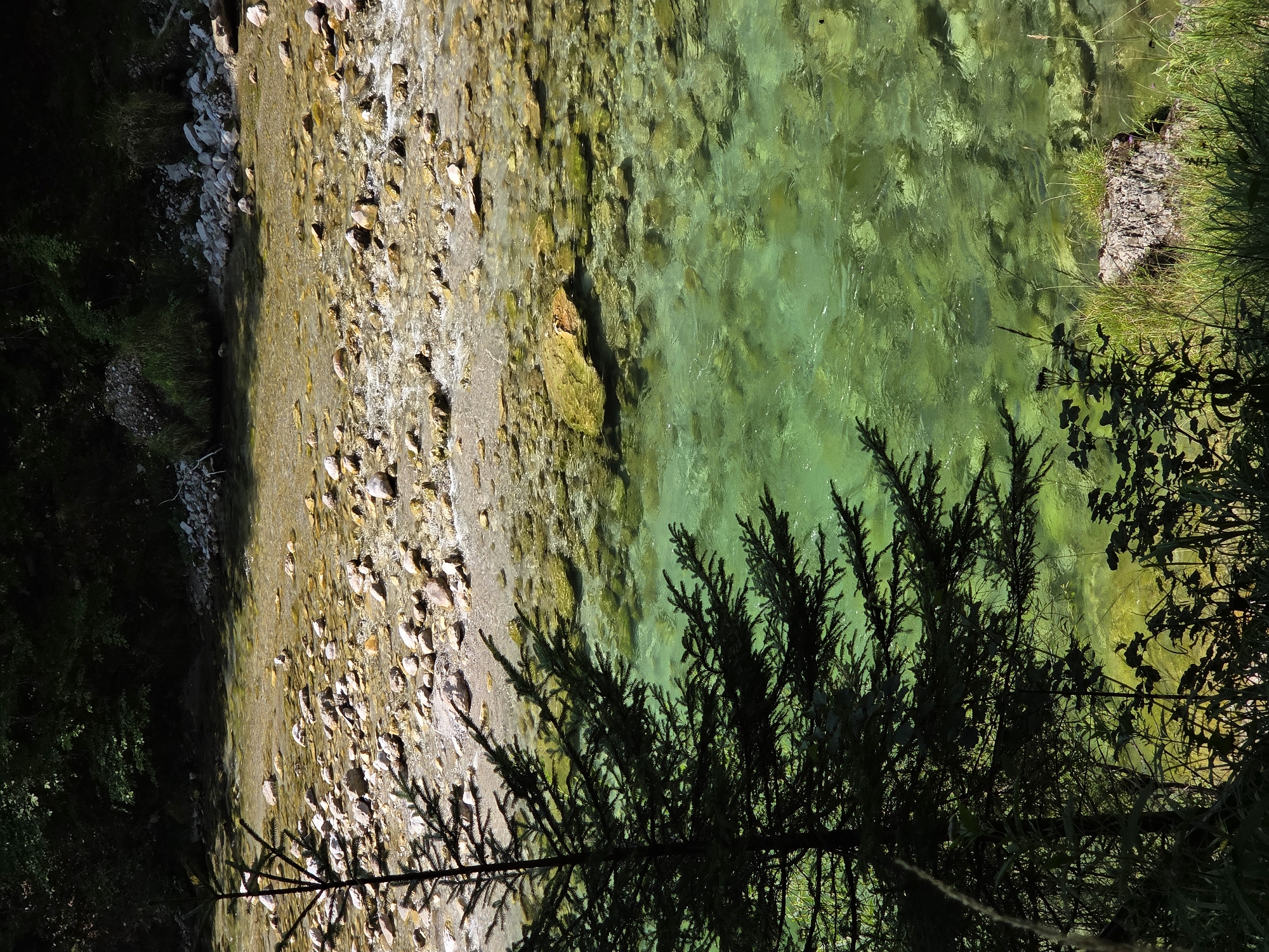 The image depicts a natural scene in the vicinity of Landl, Austria, featuring a clear, shallow river flowing over a stony bed. The water is a vibrant turquoise color, with sunlight filtering through and illuminating the pebbles and rocks beneath the surface. On the left side of the frame, a dark green coniferous tree stands silhouetted against the brighter background, its branches casting shadows. The foreground is filled with lush green grass and foliage, some of which is dark and shadowy, suggesting it is in the shade of the trees. The riverbank is lined with stones and further vegetation. The overall environment is tranquil and appears to be a natural, undisturbed landscape. No people are visible in the image.