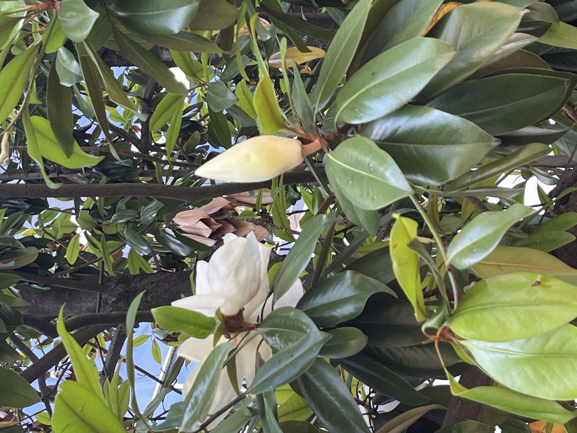 This media file is a close-up shot of a magnolia tree in bloom. The subjects are the magnolia tree's white flowers and large, glossy green leaves. One prominent white magnolia flower is in focus in the lower left portion of the frame, while another bud, still closed and pale yellow, is visible in the upper center. The scene is set within the branches and foliage of the tree, with glimpses of a bright blue sky peeking through the leaves, suggesting it is daytime. The lighting indicates it is likely sunny, and the leaves appear lush and healthy, implying favorable weather. There are no people or discernible activities taking place. The image captures the natural beauty of the magnolia tree. The location context of Sochi, Russia, places this scene in a subtropical climate known for its flora. No text is visible in the media file.
