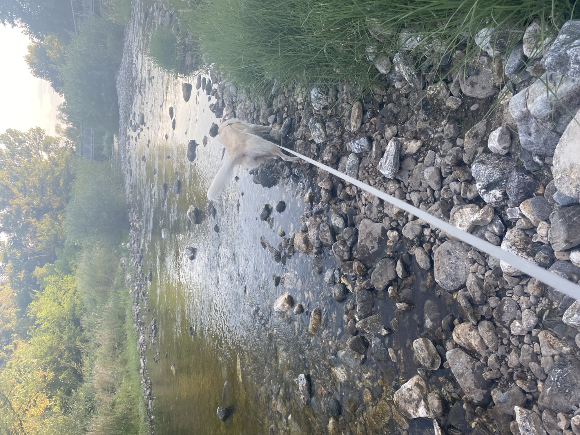 A medium-shot, vertical, eye-level, outdoor, natural light, full color photograph shows a light-colored dog on a leash walking along the rocky bank of a shallow, clear river. The dog is facing away from the camera and towards the right side of the frame, with its tail held high. A white leash extends from the dog's harness diagonally down and to the left, towards the bottom of the frame. The riverbed is covered in small to medium-sized rocks, with some submerged in the water. The water is reflecting the sky and trees. The left side of the river bank is lined with green grass and trees. The right side of the river bank is also lined with rocks and grass. In the background, a bridge is visible crossing the river. The sun appears to be setting, casting a warm glow on the scene. The image appears to be taken in Blagoevgrad, Bulgaria, a city known for its natural beauty and proximity to mountains.