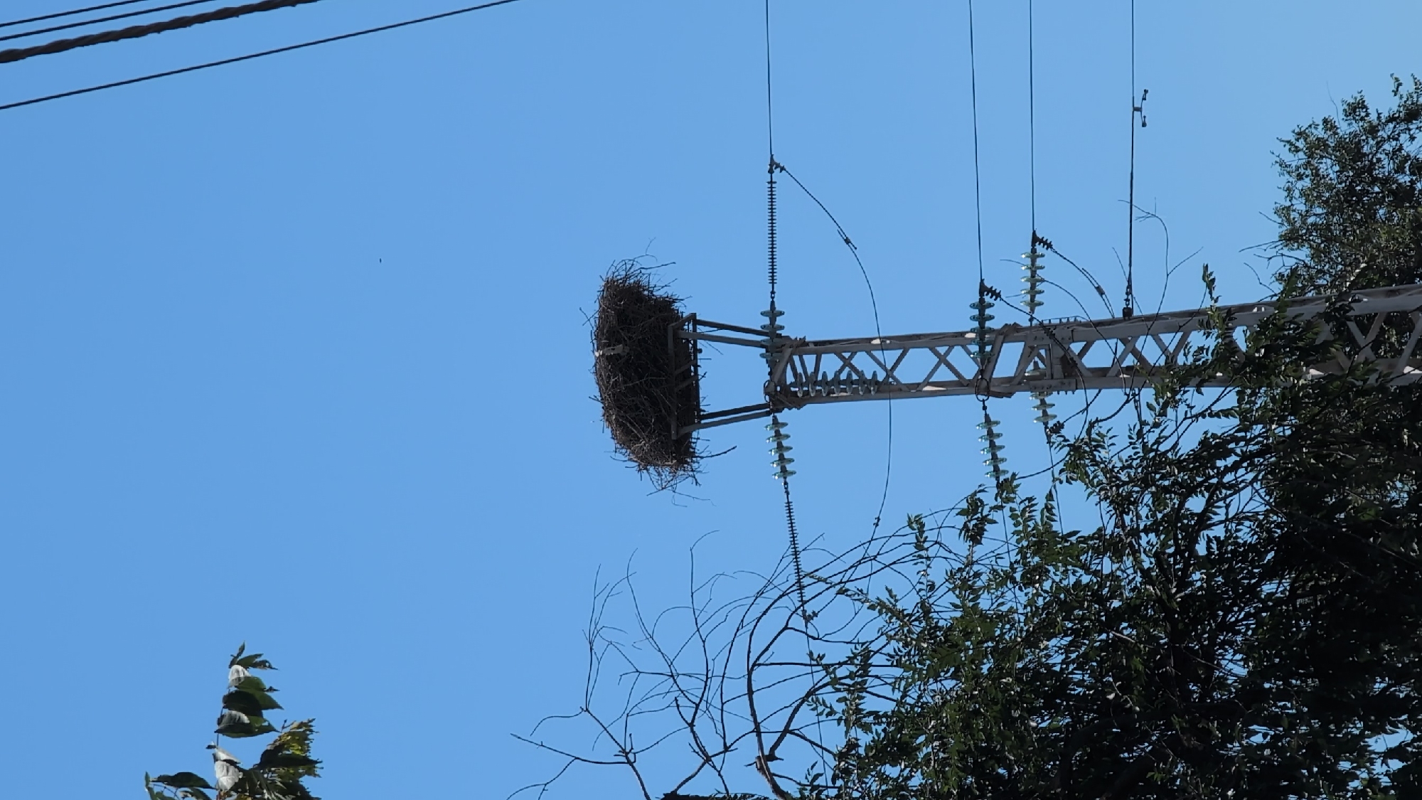 An outdoor, low-angle, medium shot captures a large, untidy bird's nest constructed from twigs and branches. The nest is situated atop a metal power line pylon. The pylon is a lattice structure, painted a light color, and supports multiple thick, dark wires. White ceramic insulators are visible attached to the pylon, holding the wires in place. The nest is positioned at the very top of the pylon, on a flat metal platform.
To the left of the pylon, branches from a leafy green tree, as well as bare, thin branches from another tree, are visible in the foreground. The sky behind the pylon and nest is a clear, bright blue. There is no indication of human presence or activity. The overall scene suggests an urban or semi-urban environment in Izmail, Ukraine, where such structures are common.