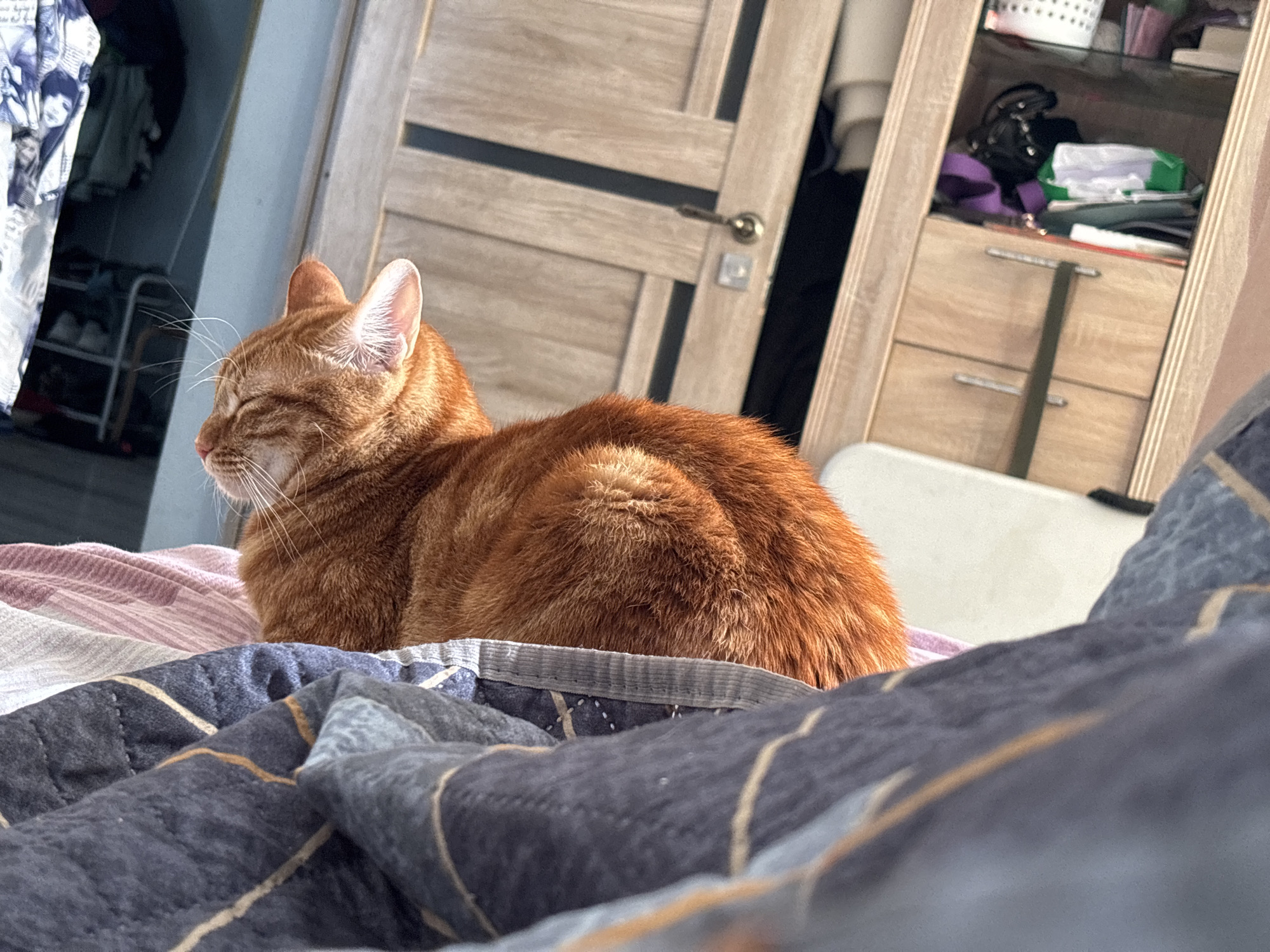 An orange tabby cat is lying on a bed with its eyes closed. The cat is facing left, and its body is facing forward. The cat's fur is a bright orange color, and it has white whiskers. The bed is covered in blankets, and there is a door in the background. The room appears to be a bedroom. The scene is indoors, and there is natural light coming from a window, illuminating the cat. The overall impression is one of relaxation and comfort.