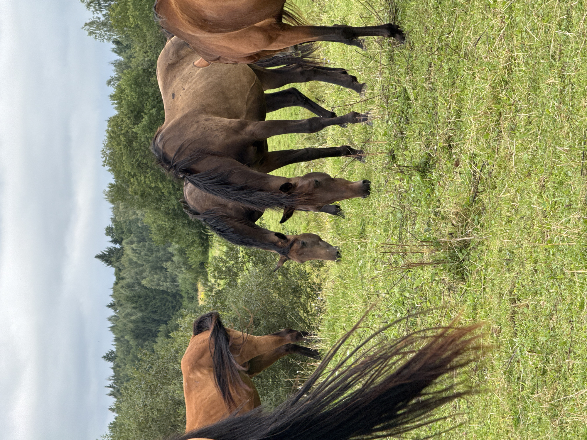 In Galinė, Lithuania, a group of brown horses grazes in a grassy field. The horses are of varying shades of brown, with dark manes and tails. One horse in the foreground on the left has its tail prominently displayed, with long, dark strands flowing. Several horses are actively eating grass, with their heads lowered. In the background, a dense forest of green trees stretches across the horizon under a cloudy sky. The ground is covered in lush green grass with some dry stalks interspersed. The overall scene depicts a peaceful, pastoral setting.