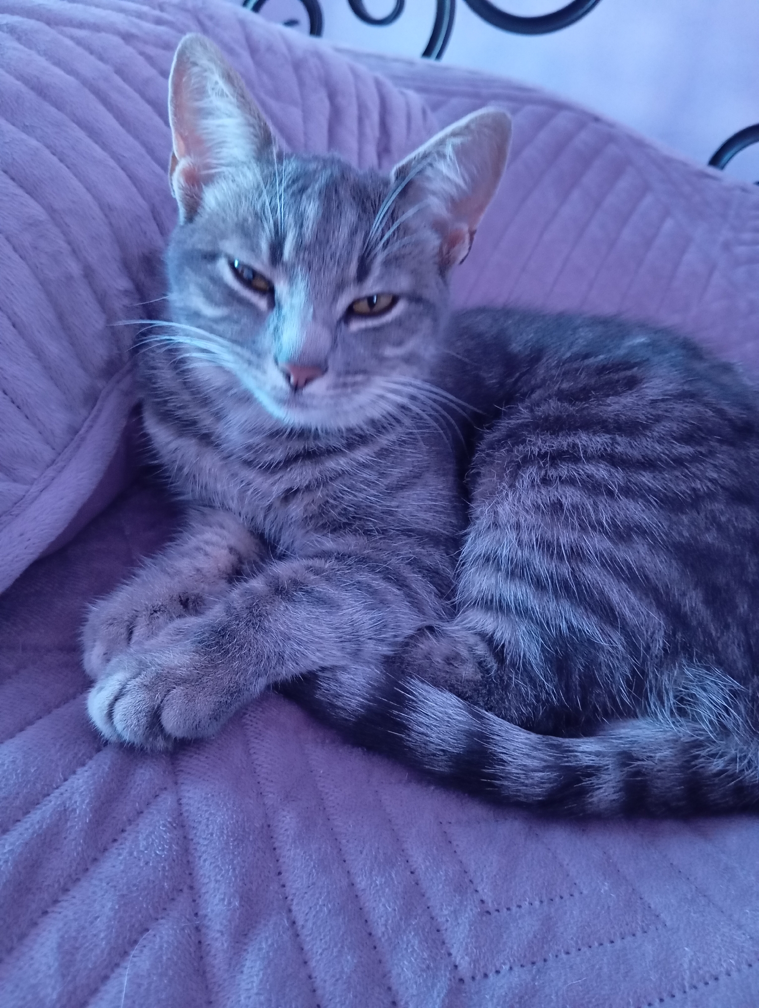 A gray tabby cat is lying on a purple blanket. The cat is curled up, with its paws crossed. Its expression is indifferent. The background is out of focus, but suggests an interior setting. No information suggests that this photo was taken in Baksan, Russia.