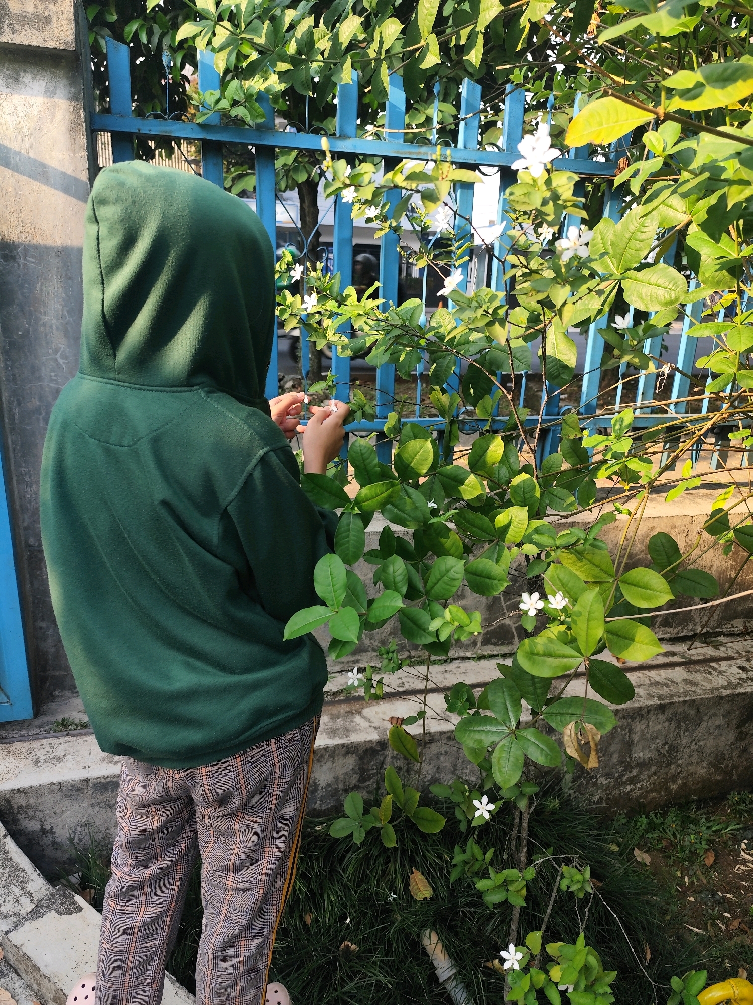 A person wearing a dark green hooded sweatshirt and plaid pants is standing next to a small tree with white flowers. The person is partially obscuring their face with their hands as they examine a flower. The tree is growing near a blue metal fence. The background consists of a concrete wall and more greenery. The lighting suggests it is daytime. The scene appears to be outdoors.