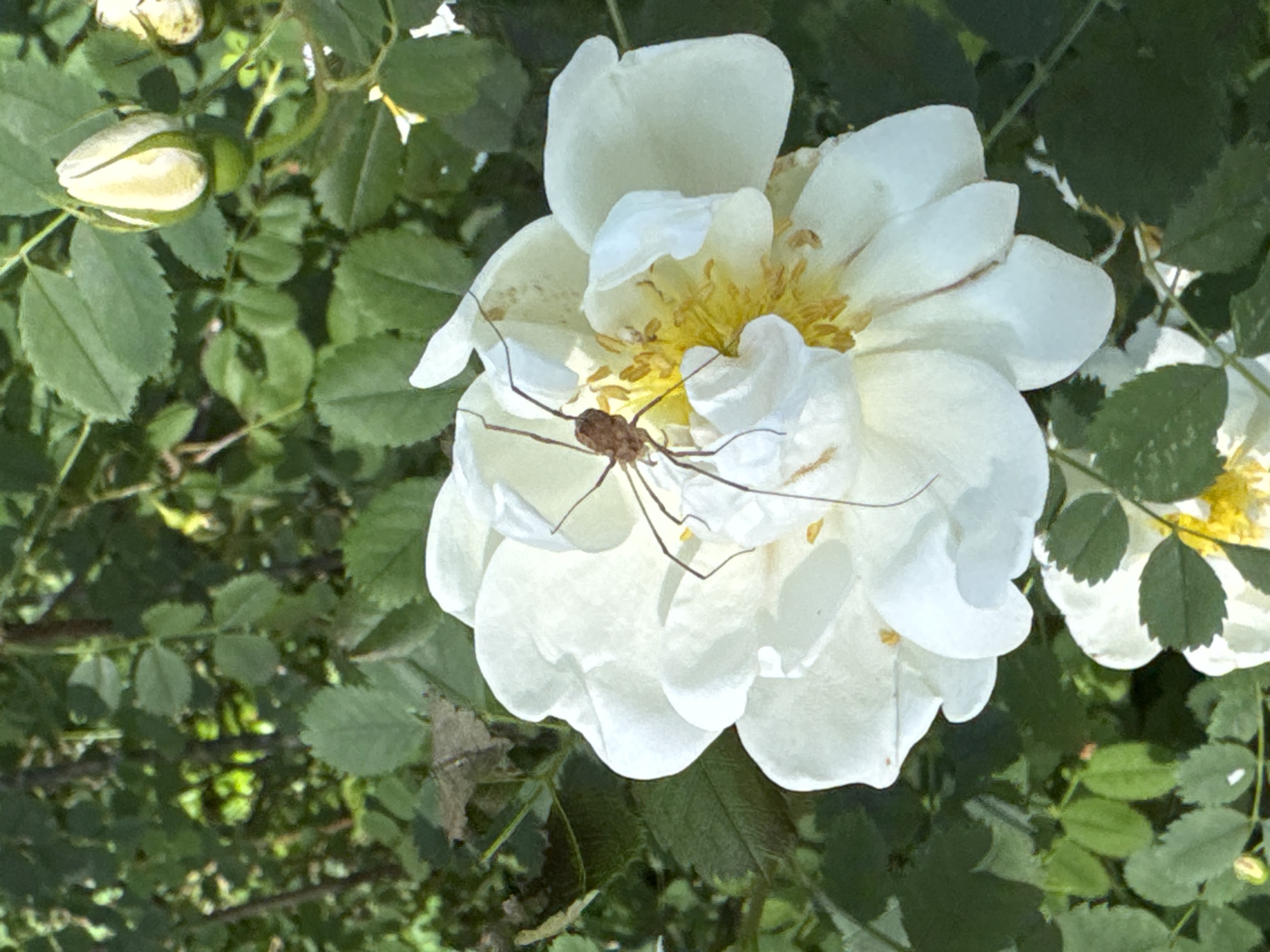 A close-up shot captures a delicate white rose bloom in full blossom, with a single, delicate-legged spider resting on its petals. The rose, a symbol of natural beauty, is the primary subject, its soft white petals unfurling to reveal a cluster of yellow stamens at its center. The spider, with its long, spindly legs, appears almost ethereal against the vibrant white of the flower.
The rose is surrounded by lush green foliage, providing a natural backdrop that accentuates the bloom's purity. The leaves are varied in shape and size, some appearing slightly wilted, hinting at the passage of time or the natural cycle of growth and decay. A rose bud, tightly closed and pale yellow, is visible in the upper left corner, suggesting the ongoing process of blooming and renewal. The overall impression is one of serene natural beauty, with the spider adding an element of delicate life to the scene.
The lighting suggests it is daytime, with soft sunlight illuminating the rose and casting subtle shadows. The setting appears to be a garden or natural landscape, possibly in Zelenaya Roshcha, Russia, as hinted by the location context. No text is visible in the image. The image evokes a sense of tranquility and appreciation for the small wonders of nature.