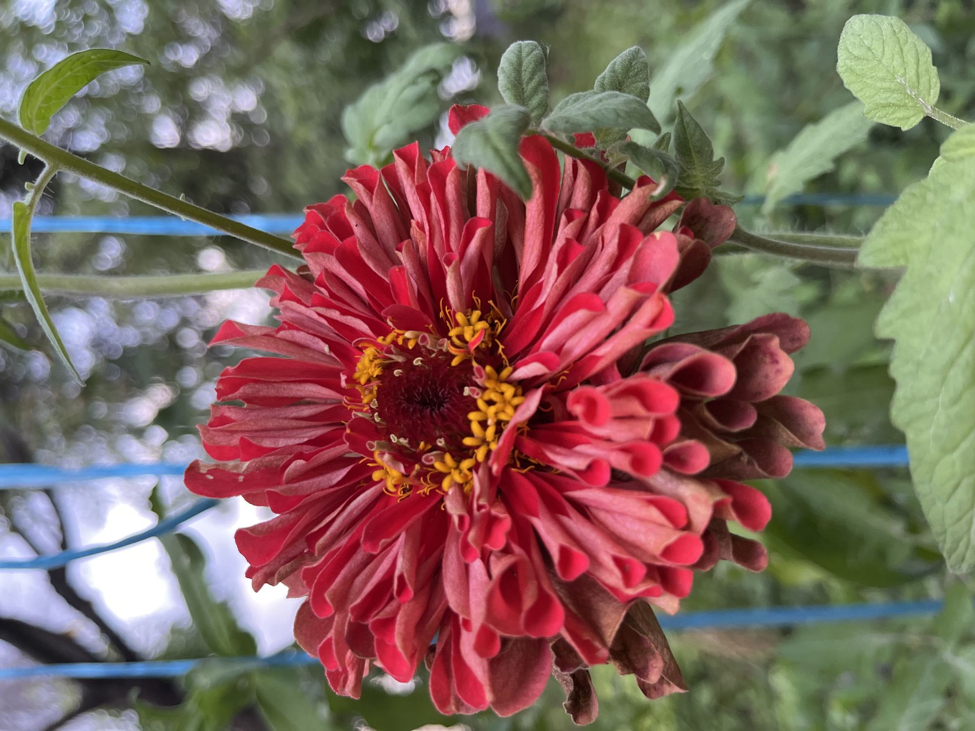 A close-up shot captures a vibrant, fully bloomed red zinnia flower. The flower's petals are arranged in a ruffled, intricate pattern, with the outer petals appearing slightly wilted and a darker shade of red compared to the vibrant inner petals. The center of the flower features bright yellow stamens. The zinnia is attached to a thin, green stem that extends upwards, with a few small, fuzzy green leaves visible. The flower is positioned in front of a blurred background of lush green foliage. Two thin, vertical blue poles are visible behind the flower, suggesting it is in a garden or a plant support structure. The lighting indicates it is daytime, with a soft, diffused light. The image appears to be taken in an outdoor setting, likely a garden within Mailuu-Suu City, Kyrgyzstan, given the context.
