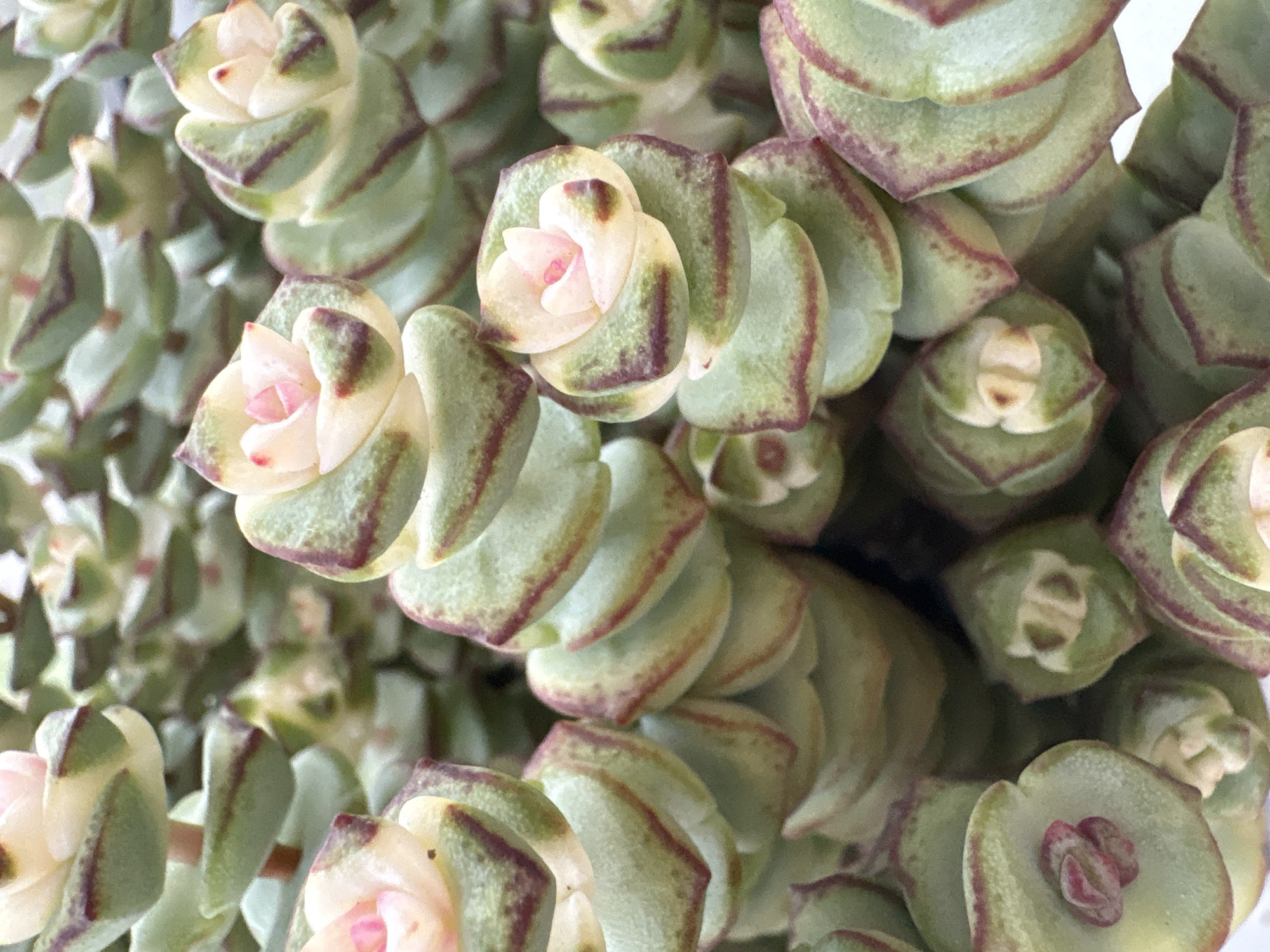 The image is a close-up, overhead view of a dense cluster of succulents, likely Crassula ovata 'Minor' or a similar variety. The plants have thick, fleshy, stacked leaves with rounded edges. The leaves are predominantly green with a pale, almost creamy, yellow-green center and a distinct reddish-purple border that deepens in color towards the tips. Some of the newer growth at the top of the plants shows delicate pinkish-white inner petals, suggesting they might be starting to flower or have recently bloomed. The lighting is even, highlighting the texture and layered structure of the succulent leaves. There are no people, animals, or any indications of an urban or natural environment; the focus is solely on the botanical subject. The scene appears to be indoors or in a controlled setting, as there are no background elements visible other than more of the same succulent plants. There is no information in the image to indicate a location in Troitsk, Russia.