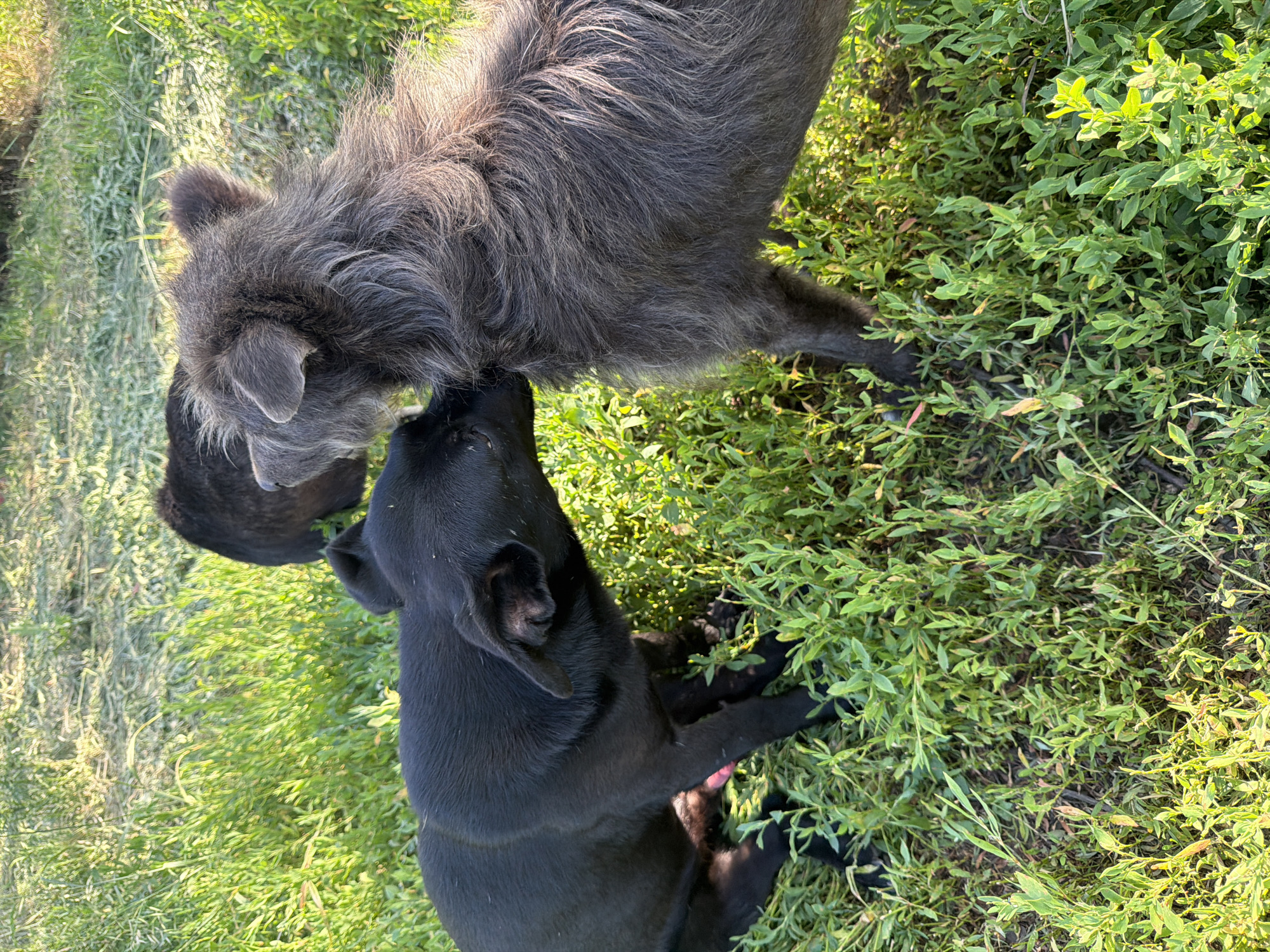 The image shows two dogs in a grassy area. One dog is dark gray and shaggy, and the other is black and sleek. The dogs are facing each other, with their heads close together as if interacting. The setting appears to be outdoors, with lush green grass and some taller green plants. The lighting suggests it is daytime, possibly late afternoon due to the warm tones of the sunlight filtering through the foliage. The overall mood seems peaceful and natural, capturing a moment between the animals. There is no visible text in the image.
