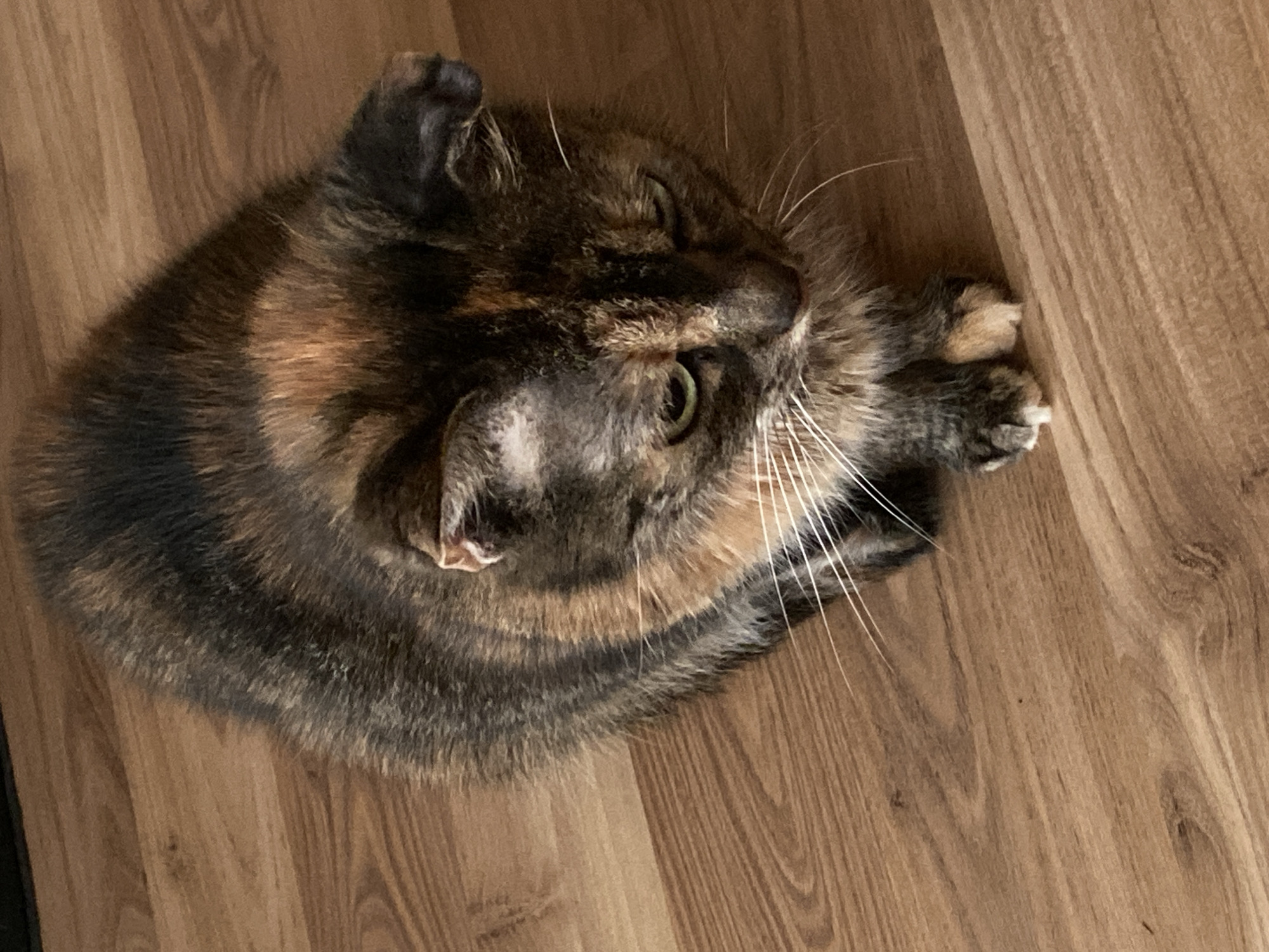 A tortoiseshell cat with green eyes sits on a wooden floor. The cat is viewed from a high angle, looking down towards its paws. The cat's fur is a mix of black, brown, and orange. The floor is made of light brown wood planks with visible grain. The background is out of focus, but appears to be a continuation of the wooden floor. There are no people visible in the image. The scene is indoors. The location is not specified.