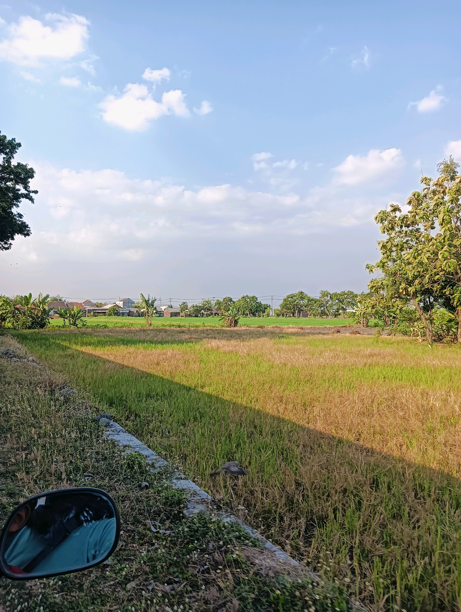 This is a wide-angle, eye-level photograph taken outdoors during the daytime in Gedongombo, Indonesia. The image captures a rural landscape featuring a rice field that transitions from green to golden brown, suggesting it is nearing harvest. The field is bordered by a rough, grassy verge with a concrete edge, and to the left, a motorcycle's rearview mirror is visible, reflecting a person wearing a blue shirt. In the mid-ground, a line of houses and buildings with tiled roofs is nestled amongst lush green trees, including banana trees. The background is dominated by a clear blue sky with scattered white clouds. A large, leafy tree is prominent on the right side of the frame. The lighting indicates it is either early morning or late afternoon, casting a long shadow across the rice field.