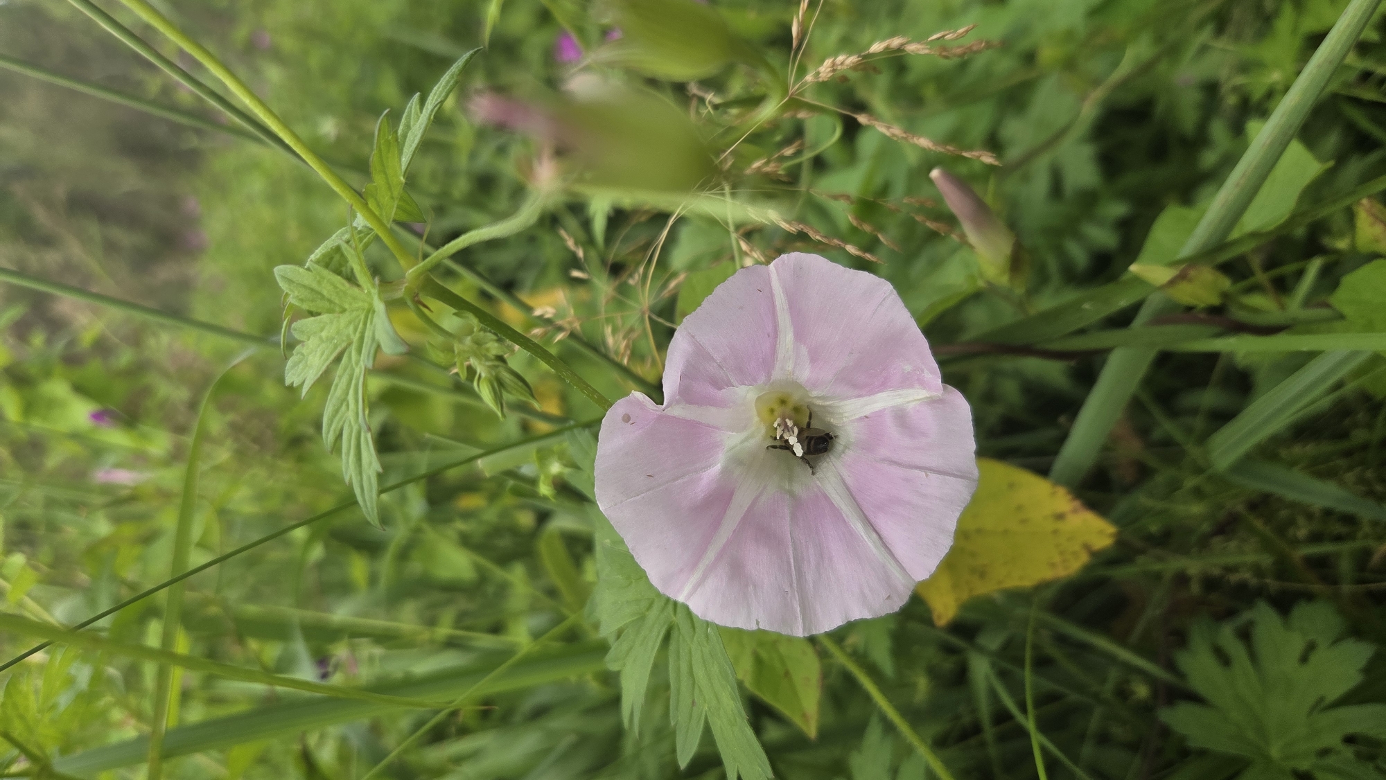 A close-up, vertical shot focuses on a single light pink bindweed flower in a natural outdoor setting. The flower, with five distinct petals and white stripes radiating from its center, is blooming and facing slightly left. A small, dark insect, possibly a beetle, is positioned inside the flower, near its center. The background consists of lush green foliage, including grass and leaves, with some dried stalks of grass interspersed. In the upper right background, out-of-focus pink blossoms are visible. The environment suggests a meadow or garden in Saurieši, Latvia, given the surrounding vegetation. The lighting is soft, indicating an overcast day or shade. No people are present in the image.