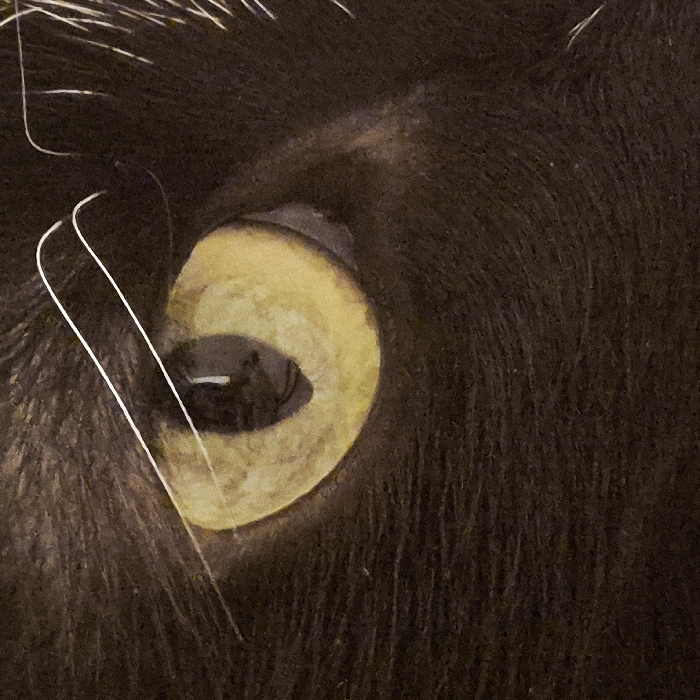 The image shows a close-up of an animal's eye. The eye has a yellow iris and a dark pupil. White eyelashes surround the eye. The skin around the eye is dark brown, covered in fur or short hair. There's a slight highlight or reflection within the pupil. The texture of the fur and skin appears rough.