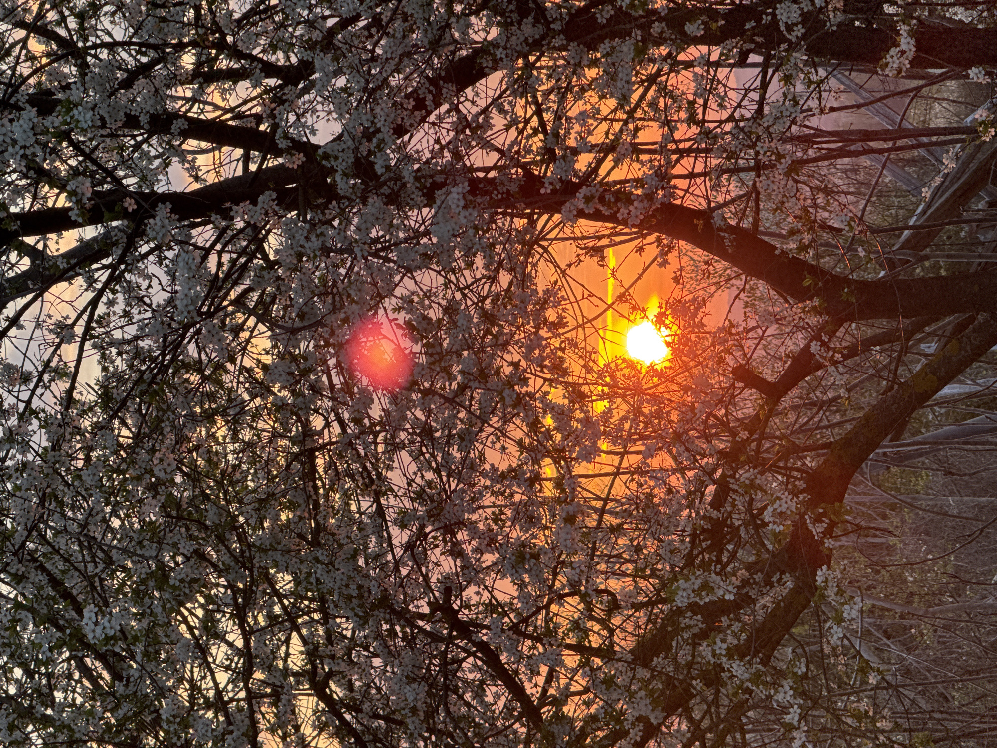 The image depicts a view through a blooming tree with white flowers towards the setting sun. The sun is obscured by branches and flowers, creating a lens flare. The location is not specified in the image and cannot be confirmed with the given information.