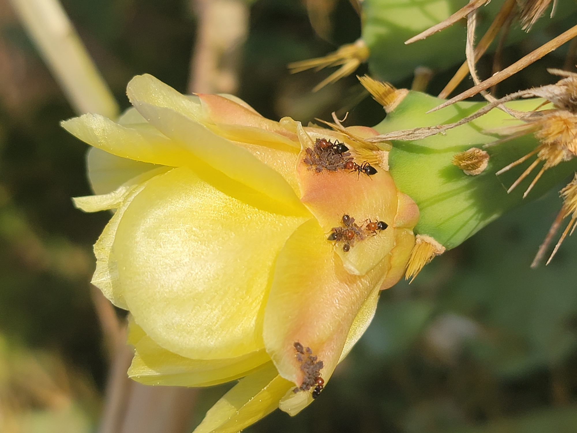 A close-up, horizontal, eye-level shot captures a yellow cactus flower in full bloom. Several small, dark-bodied insects, likely ants, are visible on the flower's petals and near its base. Two distinct clusters of these insects are apparent: one group of about four on the lower left side, and another cluster of roughly six on the lower right side. One ant, with a distinctly red thorax and black abdomen, is positioned on a petal to the right of the flower's center. The flower itself exhibits delicate, translucent petals with a slightly ruffled texture, transitioning from yellow at the top to a peachy hue at the base. The stem of the cactus, a vibrant green with lighter green stripes, is partially visible below the flower, adorned with sharp spines. Dried plant matter, appearing as thin, brown stalks, is scattered around the base of the cactus. The background is softly blurred, suggesting a natural, outdoor environment with muted green and yellow tones. This image was taken in Quarteira, Portugal.