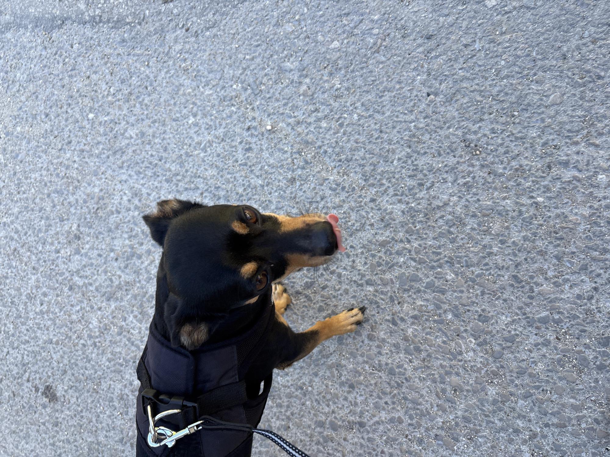 The image shows a small black and tan dog wearing a black harness. The dog is on a grey asphalt surface, likely a street or sidewalk, and is looking upwards and to the right with its tongue sticking out. The dog's ears are perked, and its eyes are open and alert. A portion of a leash is visible attached to the harness. The lighting suggests it is daytime, and the outdoor setting appears to be paved. The dog's posture and expression give a sense of curiosity or anticipation. The background is a textured grey surface with small pebbles and aggregate visible, consistent with asphalt. There is no visible text in the image.