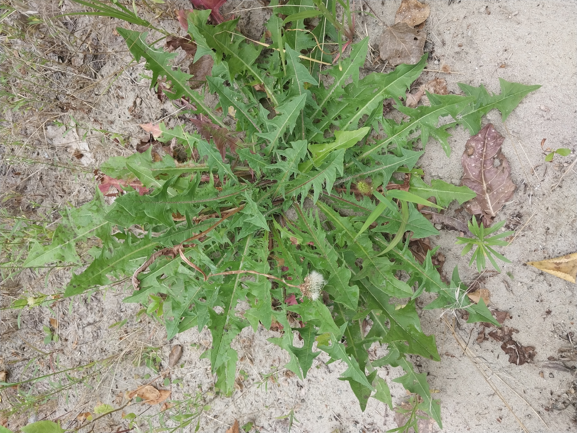 The image shows a close-up, overhead view of a dandelion plant growing in sandy soil with some dried leaves and sparse dry grass. The dandelion has large, deeply toothed green leaves, some of which have reddish hues. One dandelion seed head, appearing fluffy and white, is visible, attached to a thin stem. The ground is composed of light-colored sand with scattered dry brown leaves and thin, dry stalks of grass. No people, buildings, or other urban elements are present in the image. The setting appears to be a natural or semi-natural area, possibly a park, uncultivated land, or a sandy embankment within or on the outskirts of Dnipro, Ukraine.