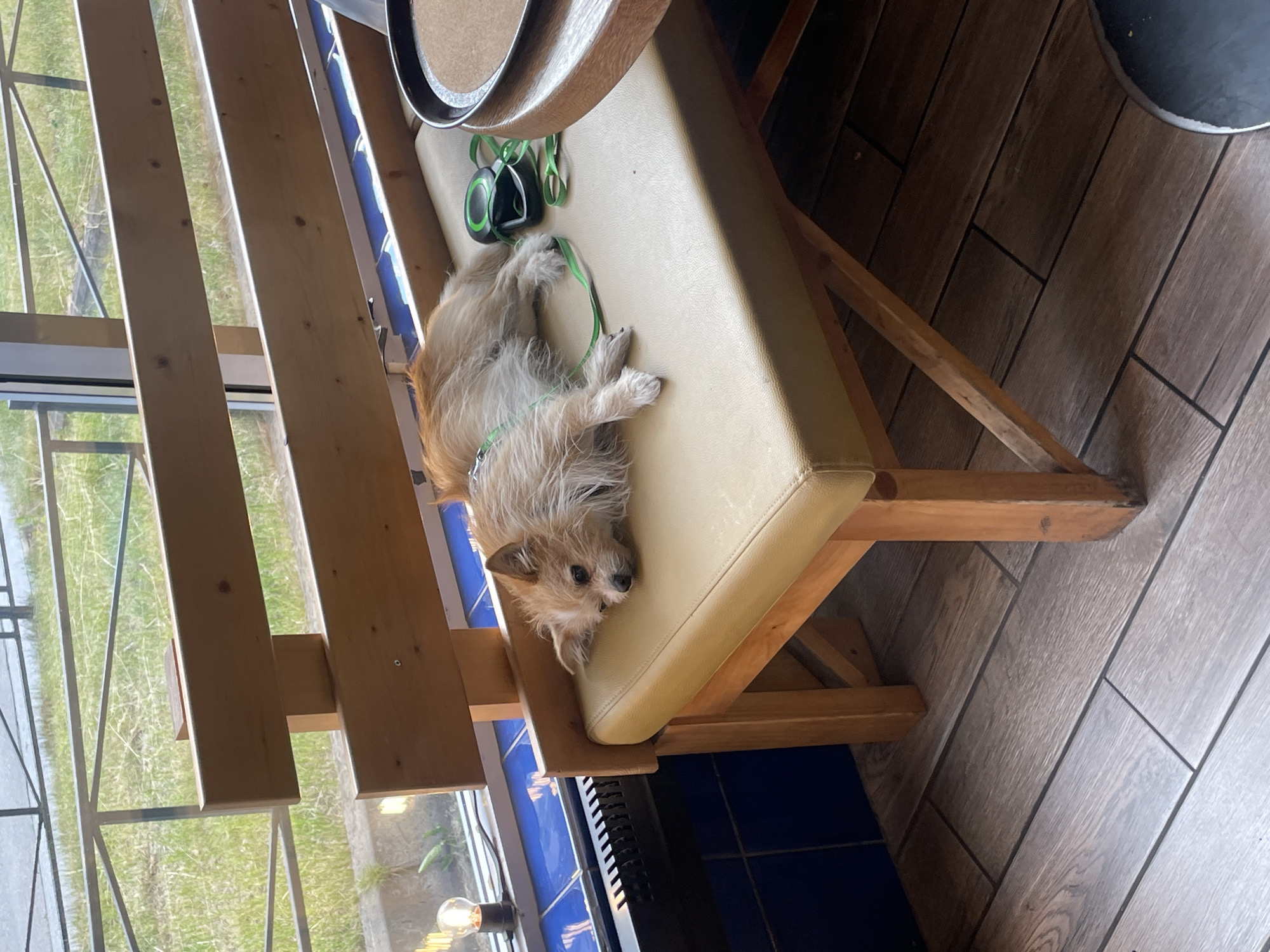 A small, shaggy, light brown dog with a green leash is lying on a beige-upholstered bench. The dog is facing left, with its head resting on its paws. The bench is made of light-colored wood and has a backrest also made of wood. Behind the bench, there is a window with a view of green grass and a metal railing. A light bulb is visible to the left of the dog, near the window. The floor beneath the bench is tiled with a wood-grain pattern. The scene appears to be indoors, possibly in a cafe or a waiting area. The overall impression is one of quiet relaxation.