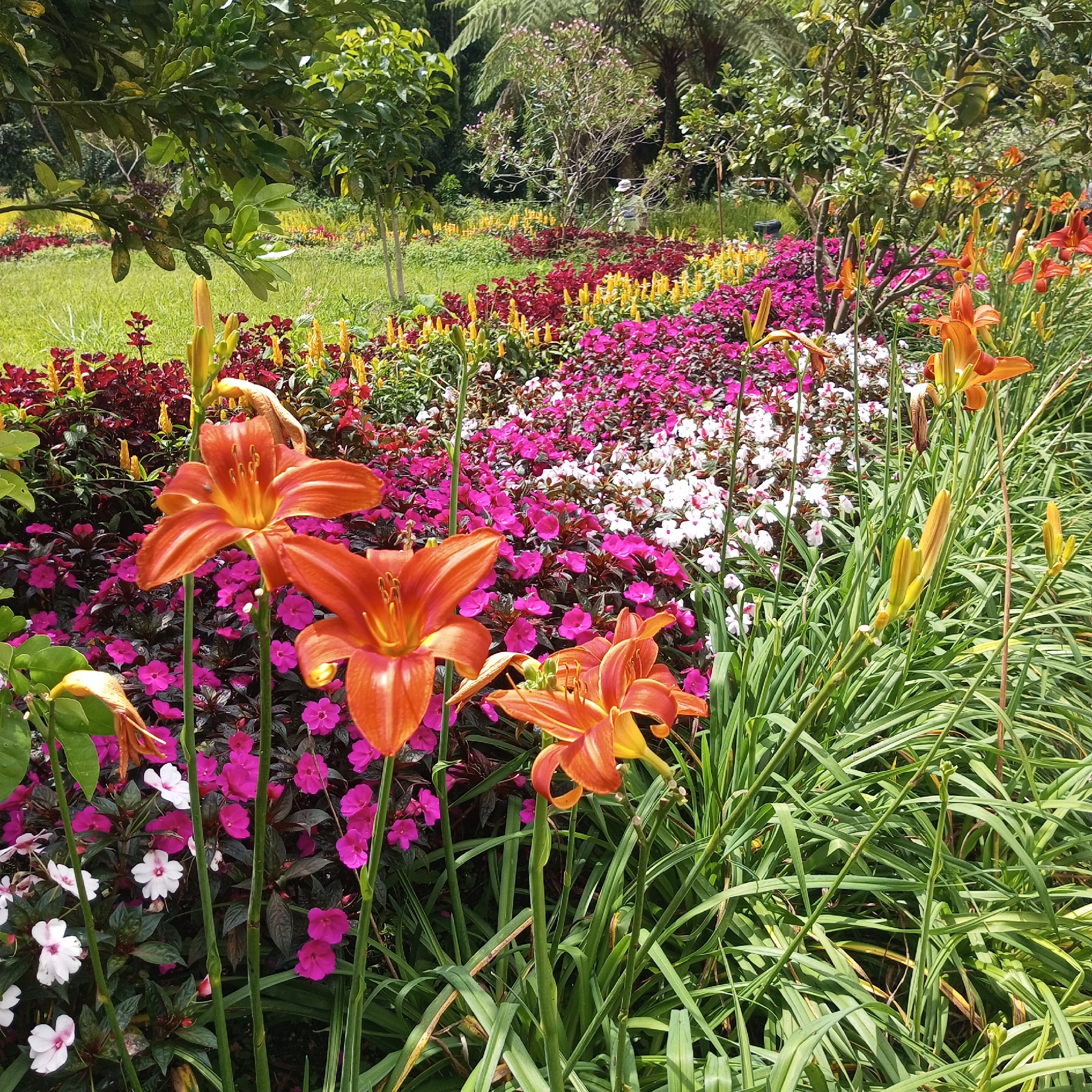 A garden in Laugumba, Indonesia, features a diverse and colorful display of flowers. In the foreground, several vibrant orange daylilies stand tall, their petals unfurled and showcasing intricate markings. Behind them, a dense carpet of bright pink and white impatiens creates a striking contrast. Further back, rows of red and yellow flowers add to the visual richness of the landscape. Tall green grasses and foliage frame the scene, with leafy trees and lush ferns forming a natural backdrop. A person, dressed in light-colored clothing and a hat, can be seen in the distance, tending to the garden. The overall impression is one of a well-maintained and flourishing botanical space.