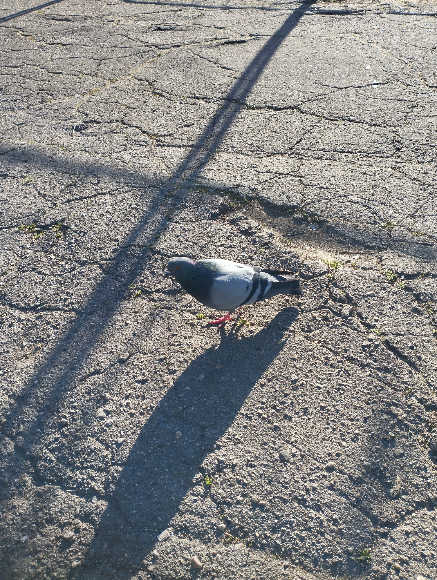 A pigeon stands on cracked pavement in an urban environment. The bird is gray with black stripes on its wings and red feet. A shadow, likely from a light pole, stretches across the pavement. Small patches of green vegetation are visible in the cracks. The location is Unknown, Unknown.