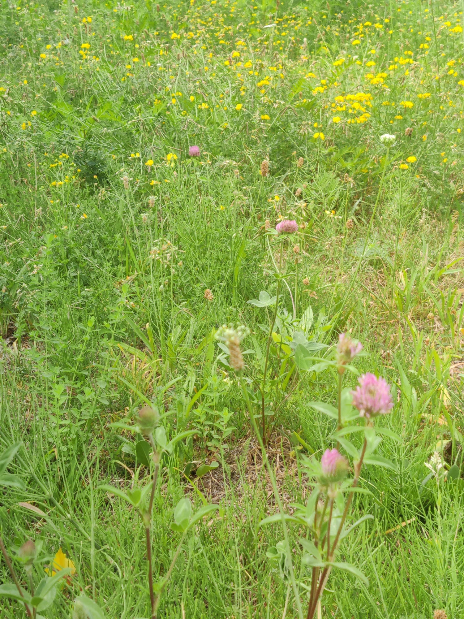 The image is a close-up, eye-level, medium shot of a meadow filled with grass and wildflowers, likely in a natural or park setting within the city of Winterswijk, Netherlands. The foreground features several pink clover flowers on thin stems, with one in sharp focus and others slightly blurred. The middle ground and background are densely populated with various green grasses, some dried stalks, and numerous small yellow wildflowers. A single pink wildflower is visible in the upper left quadrant, and a few white wildflowers are scattered throughout. The overall impression is one of a wild, untamed, and natural landscape, typical of a rural or semi-rural area like Winterswijk. There are no people or animals visible in the image. The lighting appears to be natural daylight, creating soft shadows.