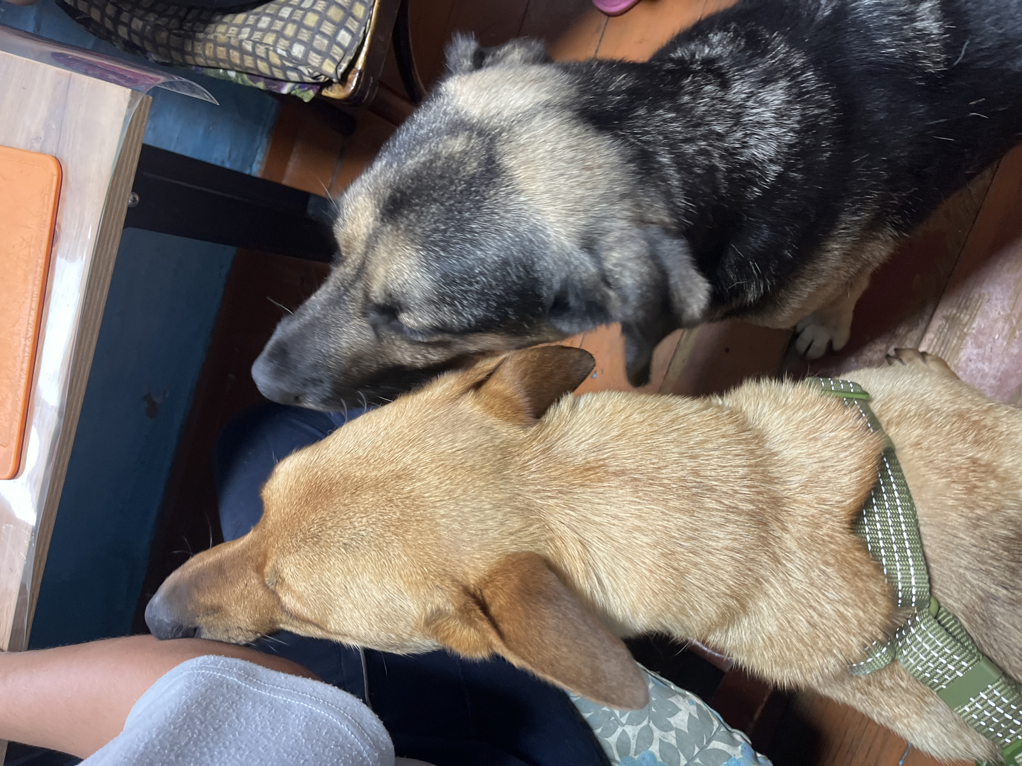 In this overhead shot, two dogs are the primary subjects. The dog in the foreground has light brown fur and is wearing a green harness with reflective white accents. It is leaning down, its nose touching what appears to be a person's arm or leg. The dog in the background has darker fur with gray and black markings. Its head is also lowered, seemingly interacting with the other dog or the same person. The scene takes place indoors, on a wooden floor. To the left, a portion of a wooden table with an orange object on it is visible. Behind the dogs, there are hints of furniture and a patterned fabric, suggesting a domestic setting. The overall lighting suggests daytime, but there are no specific cues for time of day or weather. The dogs' posture and focus on the lower part of the frame imply they are being affectionate or curious towards someone. There is no visible text in the image. The location context provided is Nizhny Tagil, Russia, though this cannot be confirmed from the visual information alone.