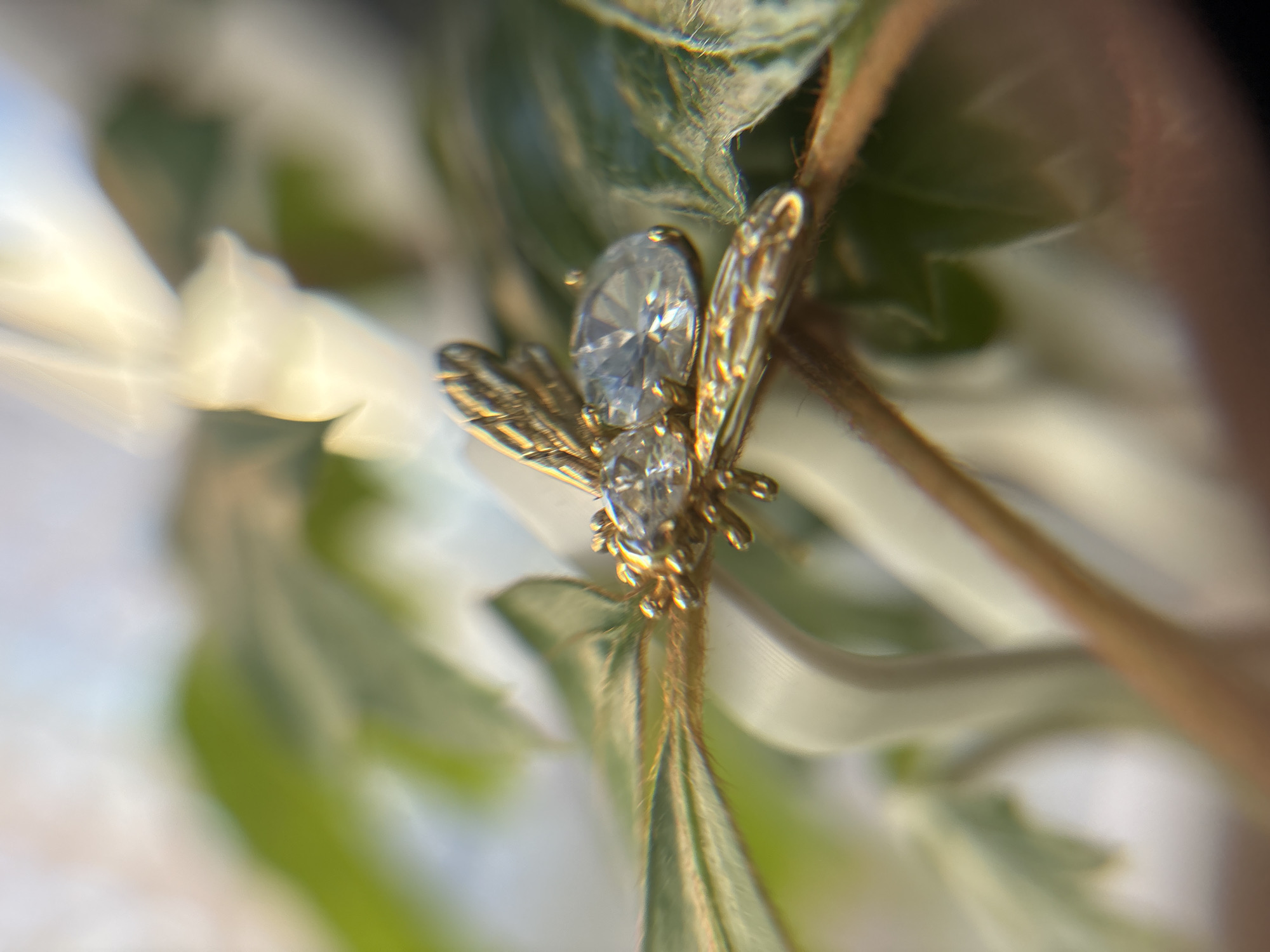A close-up, macro photograph captures a gold-colored bee-shaped brooch with gemstone accents, resting on a slender green stem or branch. The brooch is positioned horizontally across the stem, with its wings and body clearly visible. The larger, teardrop-shaped gemstone on the body of the bee reflects light brightly. The background is softly blurred, showing hints of green foliage and a light, airy sky. The image appears to be taken outdoors, with natural light illuminating the subject. No specific location within Izhevsk, Russia, can be identified from the visual information provided.