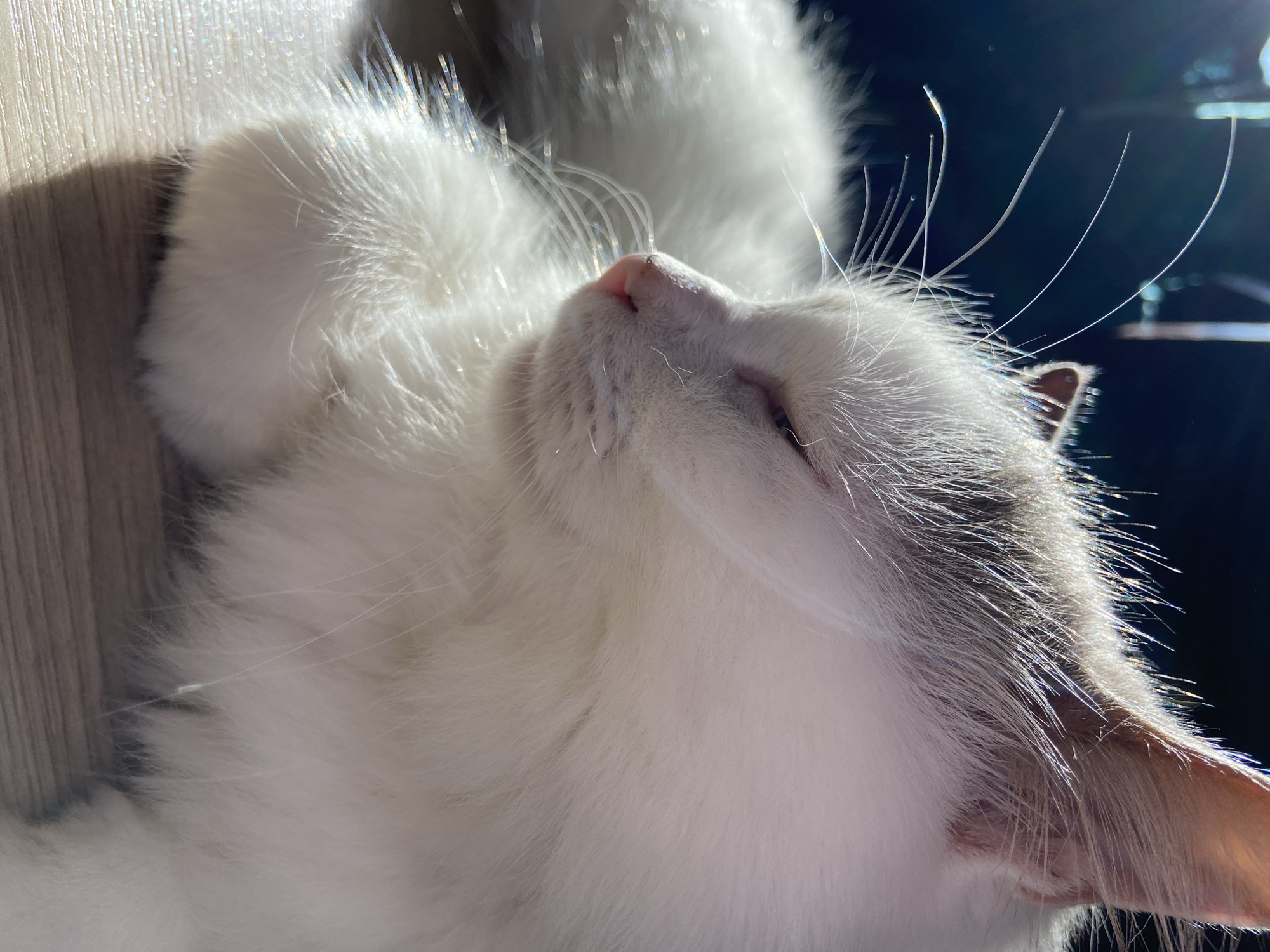 A close-up, side-profile shot captures a white cat with light grey markings on its head, napping in natural light. The cat's eyes are mostly closed, with a slight pinkish hue visible. Sunlight glints off its whiskers and fur, creating a soft, ethereal glow. The cat is resting on a light-colored, wooden surface, possibly a table or floor, with a dark, blurred background. The image is taken at a shallow depth of field, focusing sharply on the cat's face and fur while blurring the surroundings. The overall impression is one of peace and tranquility.