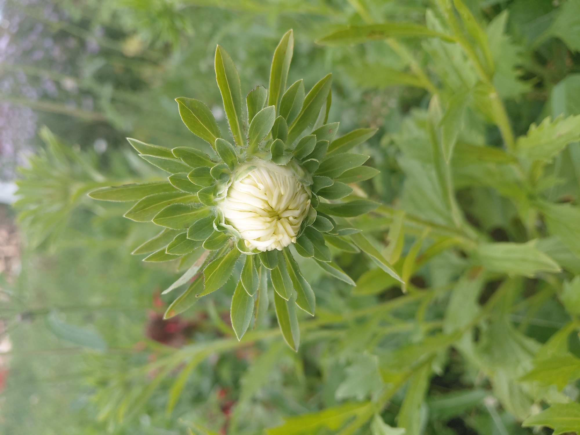 A close-up, eye-level shot showcases a white aster bud, tightly furled and surrounded by serrated green sepals, centered in the frame. The bud appears to be a few days away from blooming, with hints of yellow visible within the white petals. The background is a soft blur of green foliage, suggesting a garden or park setting. The lighting is even, with no harsh shadows. There are no people or animals present. The image was taken in Malinovka, Russia.