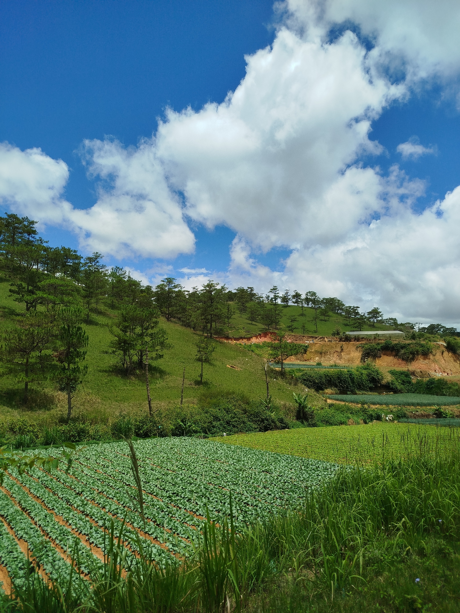 The image presents a rural scene in Lạc Dương, Vietnam. In the foreground, rows of green crops, possibly cabbages, are cultivated in a field. Tall green grass and other vegetation grow alongside the field's edge. In the mid-ground, a grassy hill rises, dotted with scattered pine trees. A layer of exposed reddish soil is visible along the side of the hill. Further back, a strip of land seems to separate the hill from another cultivated area. Above, a blue sky is filled with puffy white clouds, partially obscuring the hilltop. The composition highlights the agricultural landscape typical of the region.