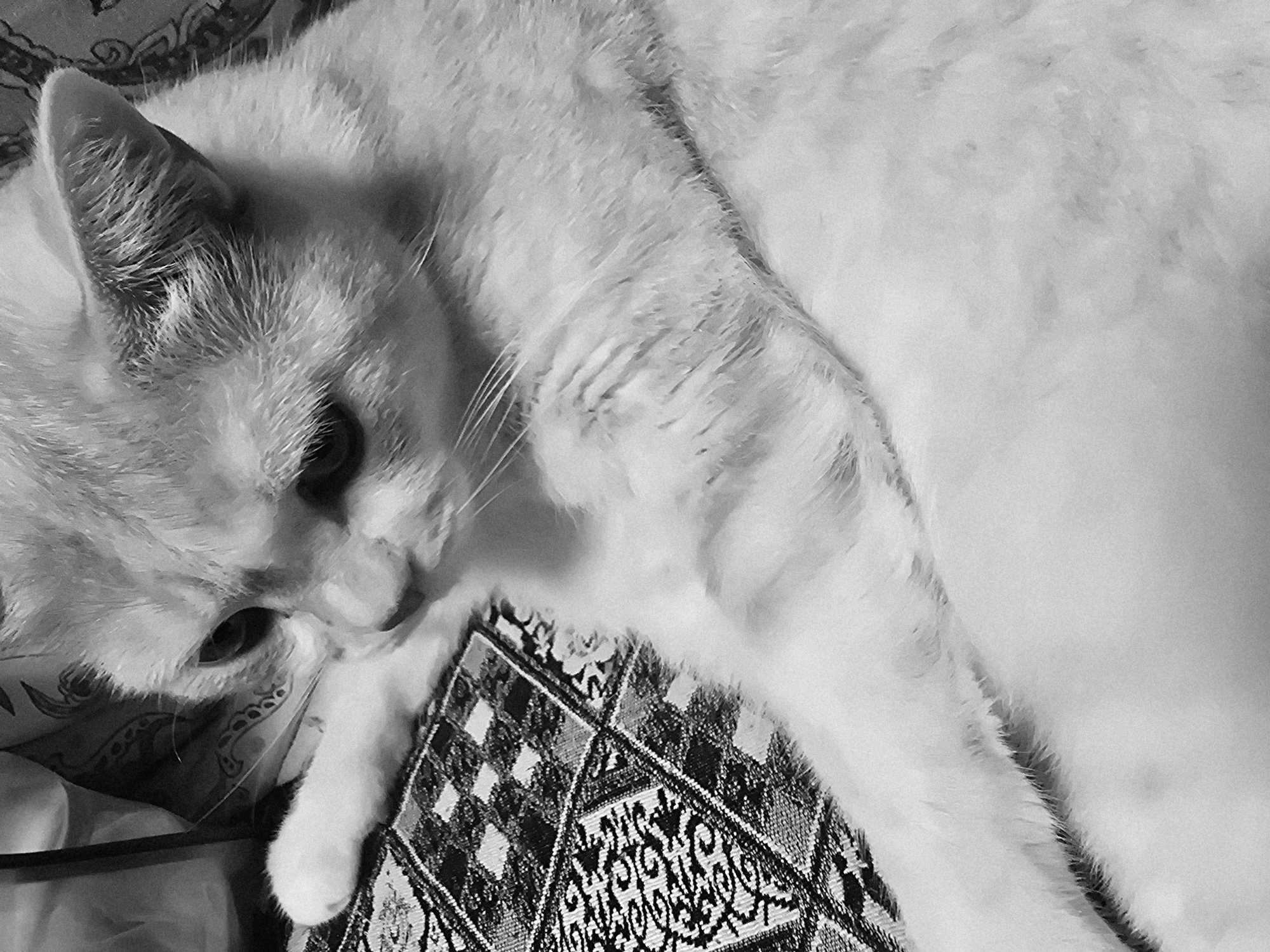 A grayscale, close-up, eye-level, medium shot shows a white cat resting on a patterned surface in an indoor setting. The cat is facing right and looking downwards, with its head tilted. Its left paw is extended and resting on the patterned surface. The background is out of focus and appears to be a fabric with a repeating pattern. The cat has dark eyes and visible whiskers. The surface beneath the cat is a textile with a geometric pattern, featuring squares with checkered and floral designs in black and white. The lighting creates soft shadows, highlighting the texture of the cat's fur.