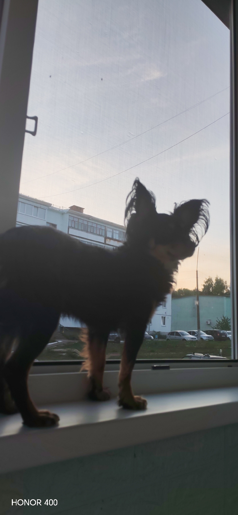 A black and brown dog stands on a white windowsill, silhouetted against a view of a city at dusk. The dog is facing right. Outside, there is a building, street, trees, and cars. The text "HONOR 400" is visible at the bottom left of the image. The location is Noviy, Russia.