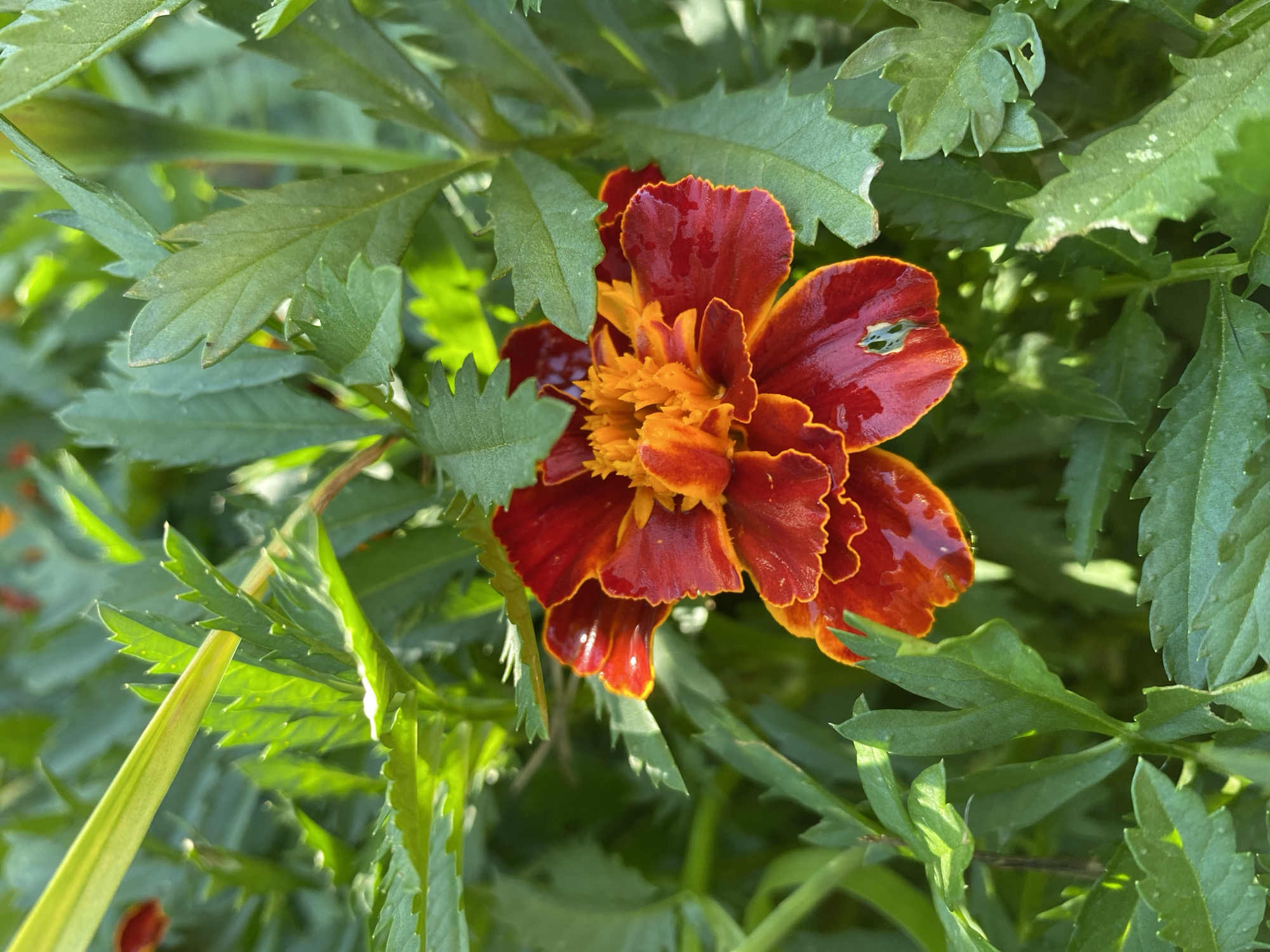 A close-up, eye-level, full shot captures a vibrant red and orange marigold flower nestled amongst lush green foliage. The flower, in focus, reveals intricate layers of petals, transitioning from a deep crimson at the edges to a fiery orange at its center. Water droplets glisten on some petals, suggesting a recent rain or watering. The surrounding leaves, also in sharp focus, display serrated edges and a healthy green hue, some with small white specks. The background is a soft blur of green, indicating the presence of more plants. The lighting suggests it is daytime, with sunlight dappling through the leaves, creating highlights and shadows. No people are present in the scene. The image's composition focuses solely on the natural beauty of the marigold and its surroundings. The location is not specified beyond "Unknown, Unknown."