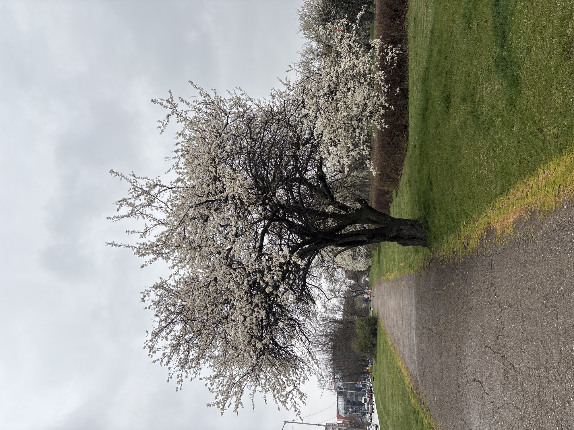 The image shows a blossoming tree in a park in Sofia, Bulgaria. The tree is covered in white flowers and stands beside a paved path. A grassy hill rises on the right side of the path. In the distance, other trees line the path, and there is a glimpse of city buildings and cars. The sky is overcast. Two individuals are seen sitting on a bench, further away down the path.