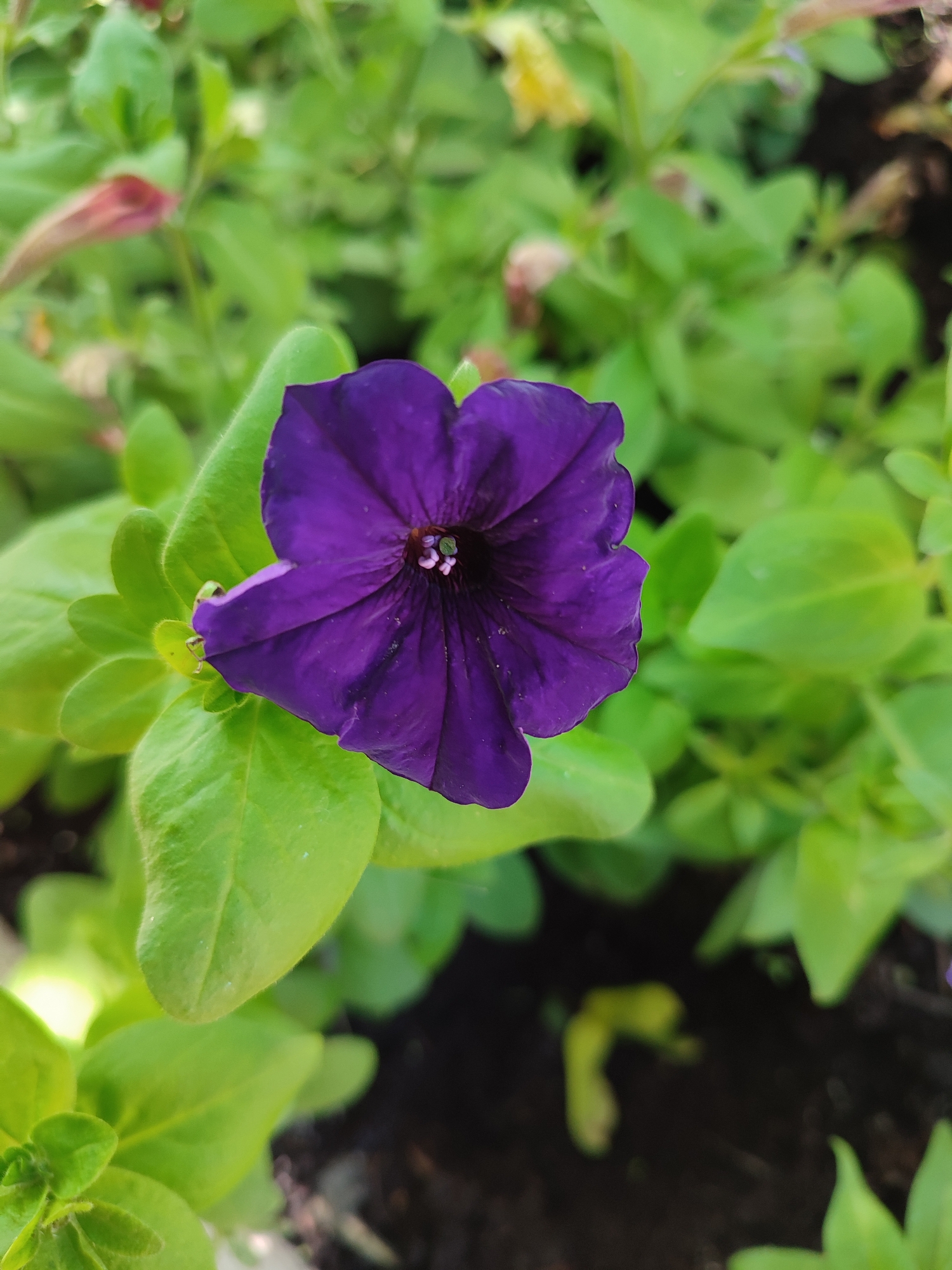 A close-up, top-down view captures a vibrant purple petunia flower with its petals unfurled against a backdrop of lush green foliage and dark soil. The flower, positioned slightly off-center to the right, is the primary subject, its rich color and delicate texture drawing the viewer's attention. The surrounding leaves are a bright, healthy green, some catching the light and appearing almost translucent. The dark soil at the bottom suggests the flower is planted in a garden bed. The overall impression is one of natural beauty and botanical detail. This scene is located in Vsevolozhsk, Russia, a region known for its natural landscapes and garden spaces.