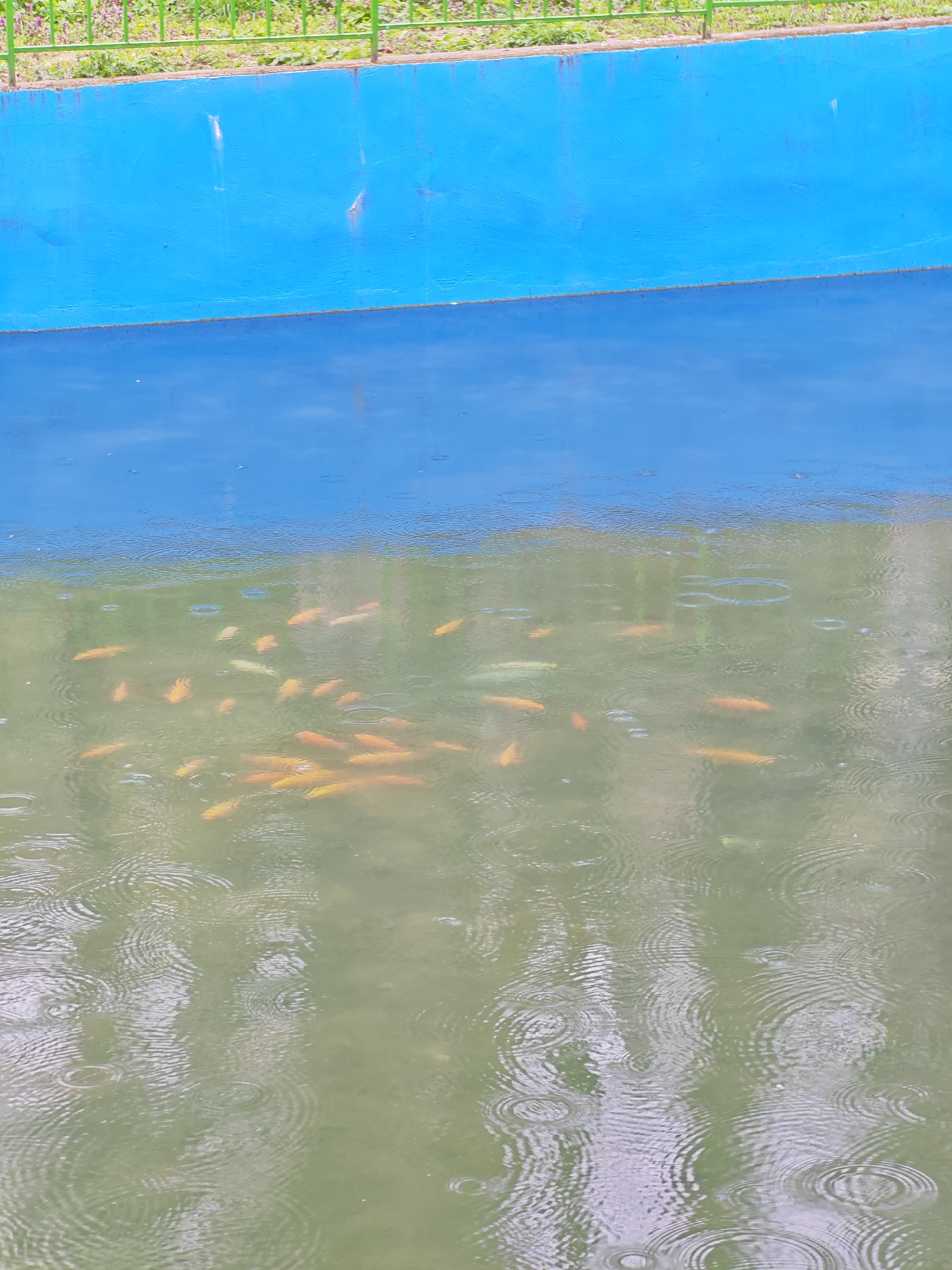 The image shows a blue-walled pond in an unidentified location within the city of Unknown, Unknown. The pond's water is murky, with numerous orange goldfish swimming within. Ripples are visible on the water's surface, indicating rain. Green vegetation is visible behind a green metal fence at the top edge of the image.