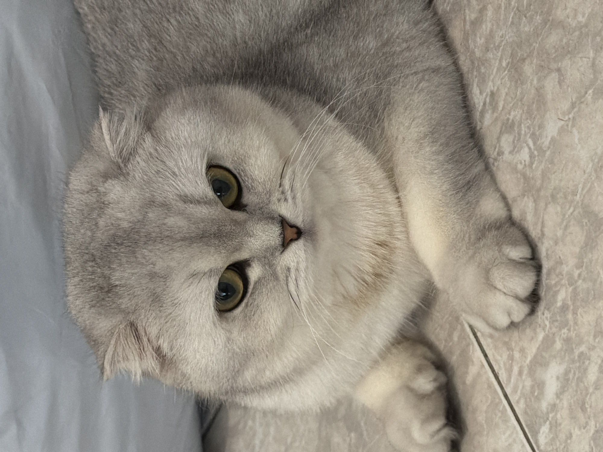 A light gray Scottish Fold cat with yellow eyes is lying on a tiled floor. The cat is looking directly at the camera with a serious expression. The cat's ears are folded forward. The background is out of focus and appears to be a light blue fabric. The image is a close-up shot of the cat. There is no discernible information in the image that suggests a location in Rome, Italy.