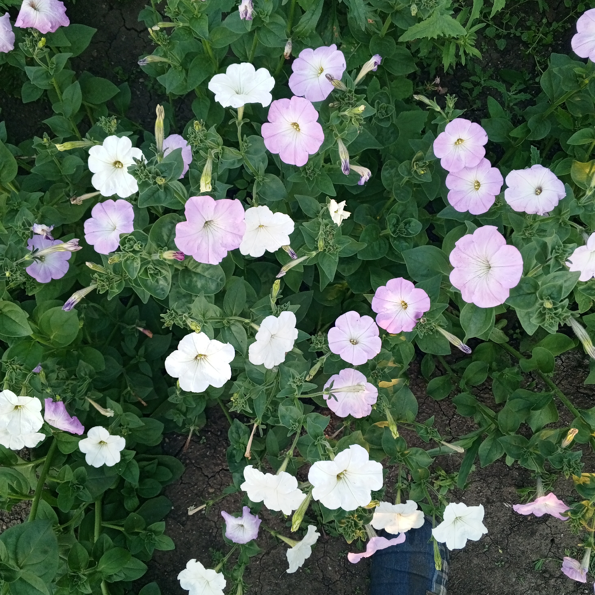 The image depicts a close-up, overhead view of a patch of flowering petunias in the city of Sayanogorsk, Russia. The flowers are primarily white and light pink, with some buds and spent blooms visible. The plants are growing in dark soil, which appears dry and cracked in places. Lush green foliage surrounds the flowers, obscuring much of the background. A person's legs, clad in blue denim jeans, are visible in the lower right quadrant of the image, suggesting they are standing or kneeling amongst the flowers. The scene appears to be a garden or a public green space.