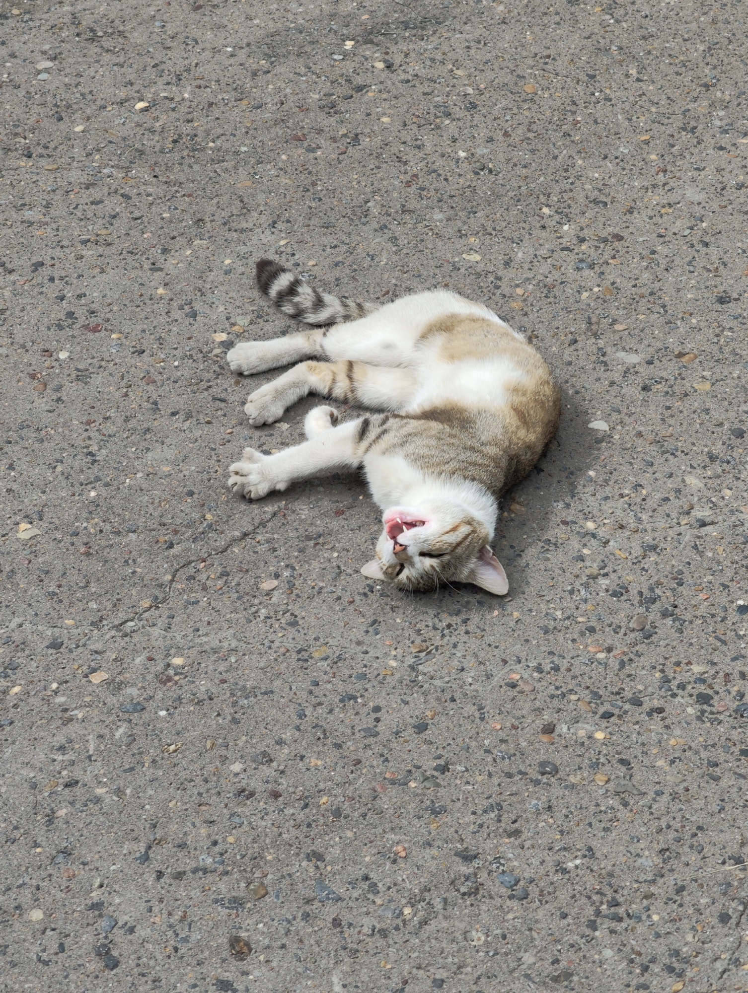 A domestic cat is lying on its back on a cracked asphalt surface in Komsomolsk-on-Amur, Russia. The cat is mostly white with tan and grey tabby markings on its head, back, and tail. Its mouth is open, and its tongue is visible. Its front paws are extended upwards. The asphalt is grey with visible aggregate. The lighting suggests it is daytime.