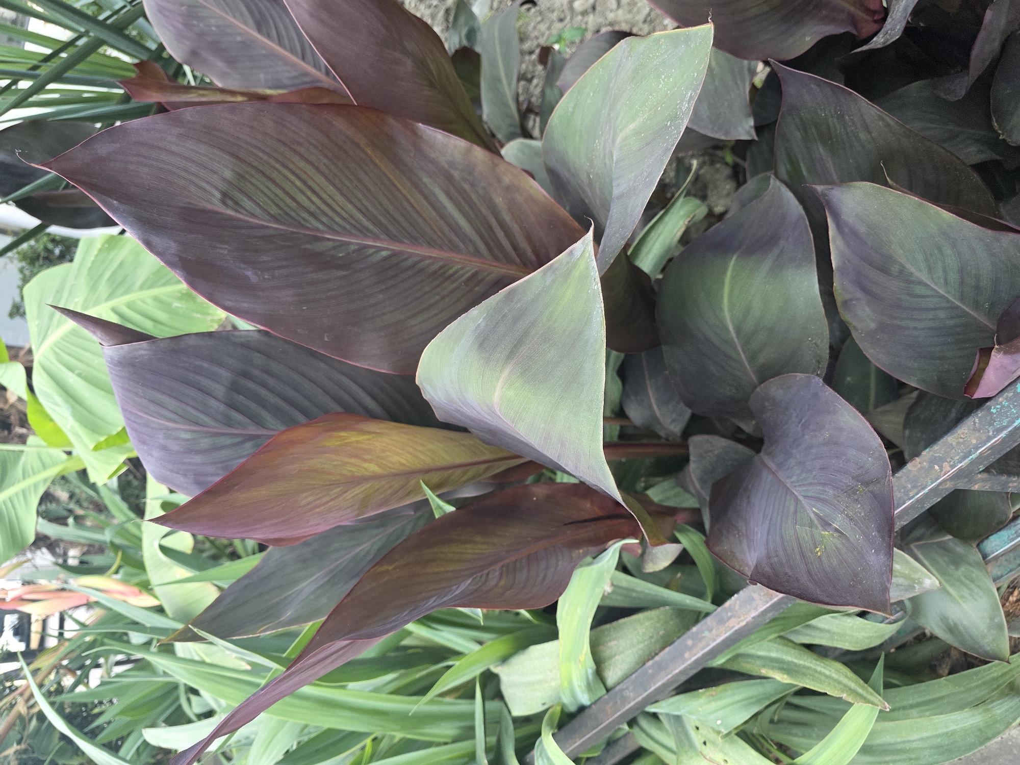 This is a close-up, eye-level, outdoor photograph of a Canna Lily plant in Sochi, Russia. The plant has large, broad leaves that are a deep burgundy-purple color, with some of the leaves showing a coppery-green hue, especially near the center. The leaves have prominent parallel veins. The plant is densely packed, with leaves overlapping and extending outwards. In the background, there are lighter green, strappy leaves of another plant, possibly also a Canna Lily or a similar species. Some of the tips of the leaves in the foreground are pointed. A rusty, dark metal railing or fence is visible in the lower left and bottom center of the image, partially obscured by the foliage. The ground appears to be soil and possibly some small pebbles. There are no people or animals visible in the image. The lighting suggests it is daytime, with the sun illuminating the plant from above.
