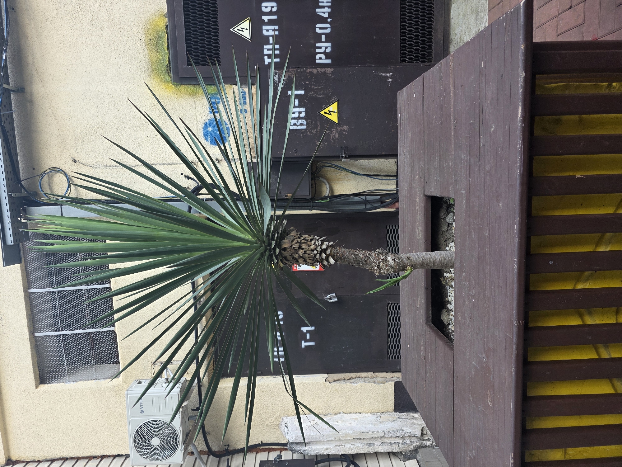 This image depicts an outdoor scene with a prominent potted palm tree in the foreground. The tree has a thick, rough trunk and long, spiky green leaves that fan outwards. It is planted in a large, dark brown wooden planter box with a square opening.
Behind the planter box, there are several dark-colored metal panels, possibly part of an electrical enclosure or utility box. These panels have some white stenciled text and warning symbols. One panel has a yellow triangle with a lightning bolt symbol and text that appears to read "TH-A19" and "PY-0,4H". Another panel below has a similar yellow triangle symbol and the text "T-1". There is also a blue spray-painted circular marking on the light-colored wall behind the left side of the palm tree.
To the left of the metal panels and behind the palm tree, a light yellow textured wall is visible. On this wall, there is a window covered with a white mesh or screen. Below the window, an outdoor air conditioning unit is mounted on the wall.
To the right of the metal panels, a structure with horizontal wooden slats painted in dark brown and bright yellow is visible. The overall impression is an urban or industrial setting, possibly an alleyway or service area, given the utility boxes and air conditioning unit. The lighting suggests it is daytime, and the weather appears to be clear. No people are visible in the image.