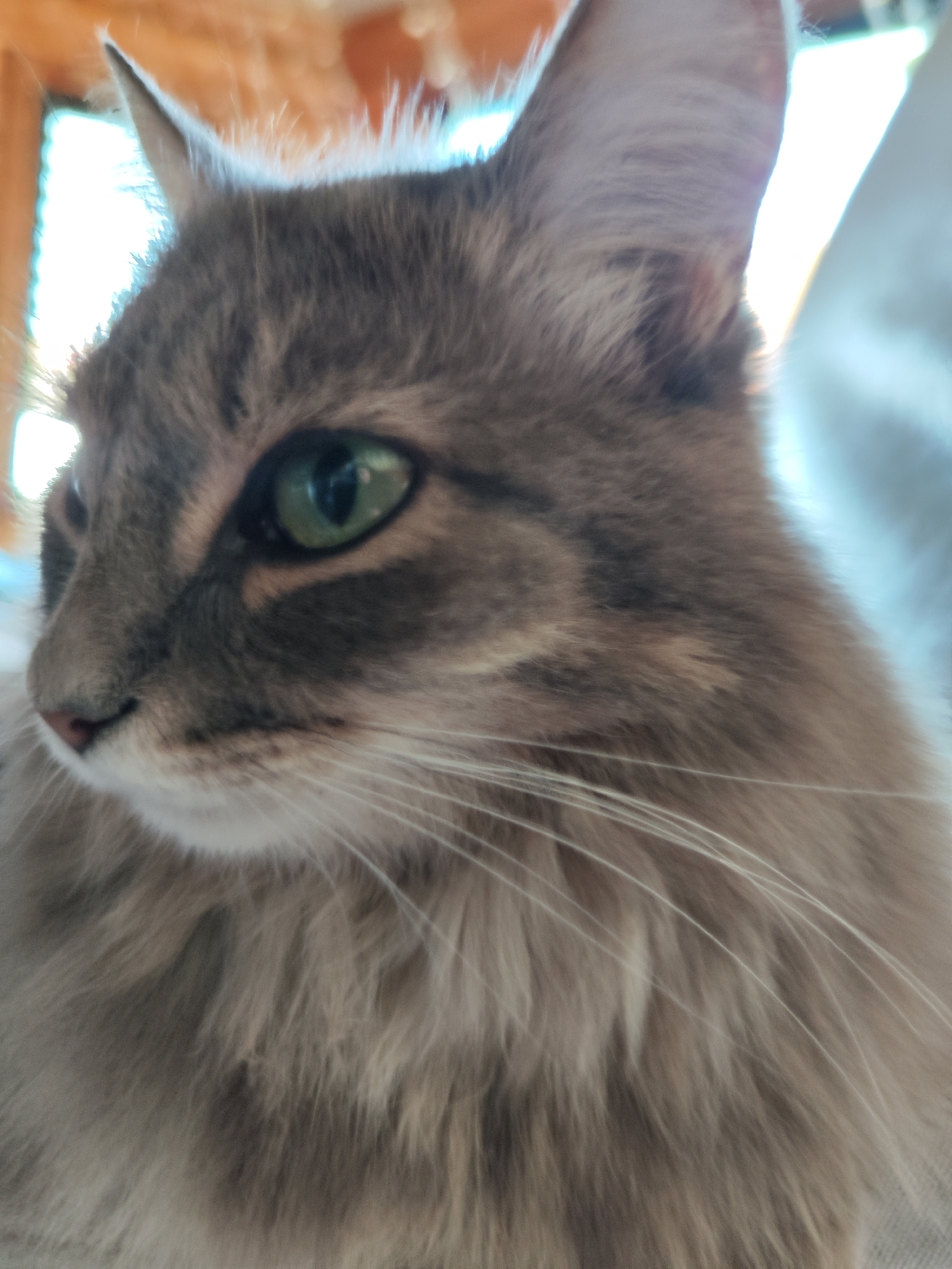 A close-up photograph shows the head and upper body of a long-haired cat. The cat has grey and tan fur, green eyes, and long white whiskers. The background is blurred, but appears to be a light-colored window or wall. There is no evidence to suggest the location is in the city of Chaikovsky, Russia.